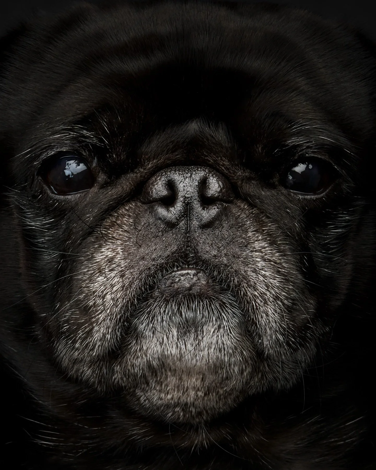 What if every grey hair was a love note?
A kiss pressed into fur.
A quiet snuggle on the couch.
A gentle look that said I&rsquo;m here, even on the hardest days.

Grey muzzles don&rsquo;t mark time passing.
They hold it.
Each silver strand is a memor