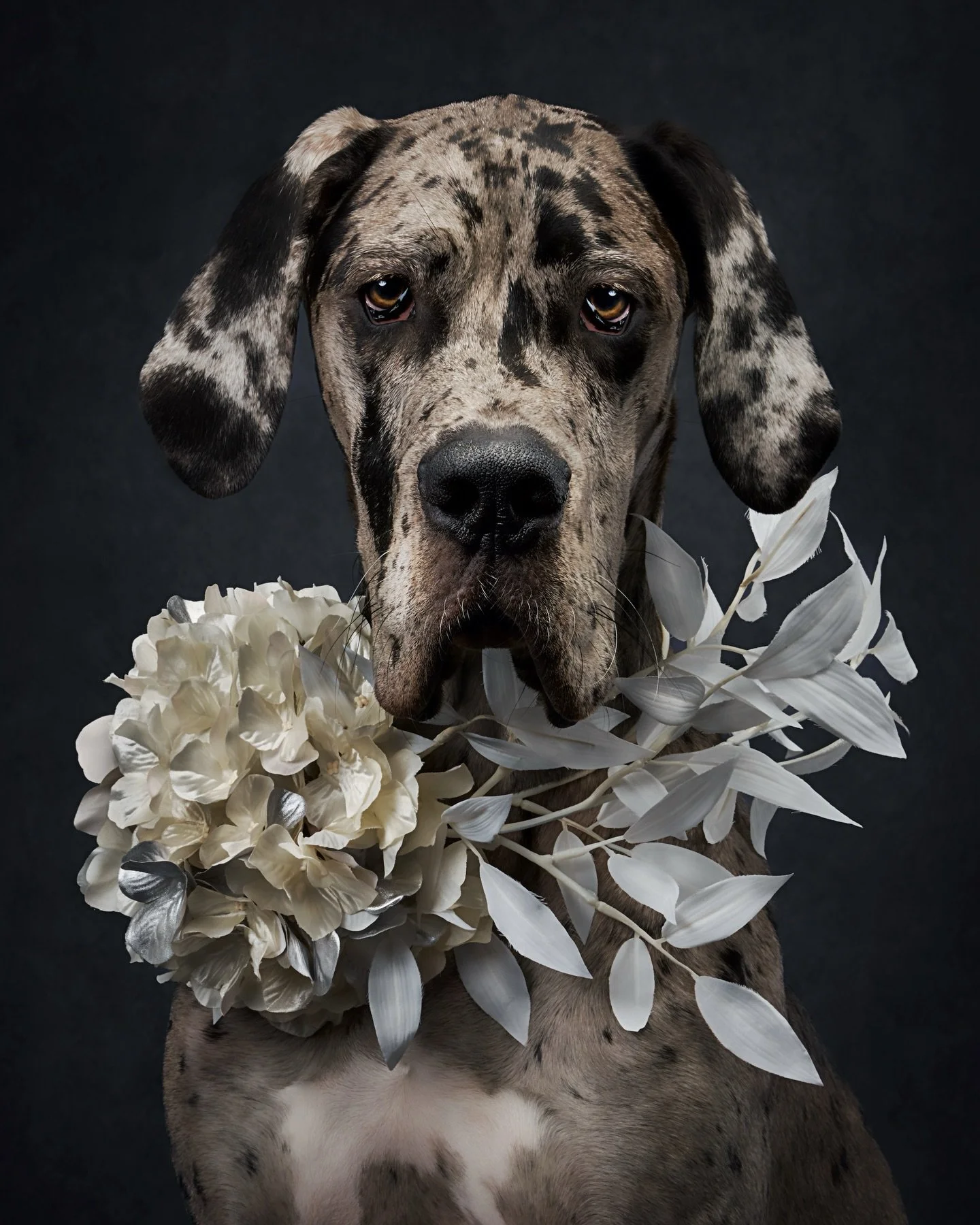 Some stares are soft.
Some are curious.
Some stop you in your tracks.

Kaida did exactly that.

She arrived full of playful energy, light on her feet, puppy-like, ready to explore everything. Wiggles first. Curiosity everywhere. And then, when it was