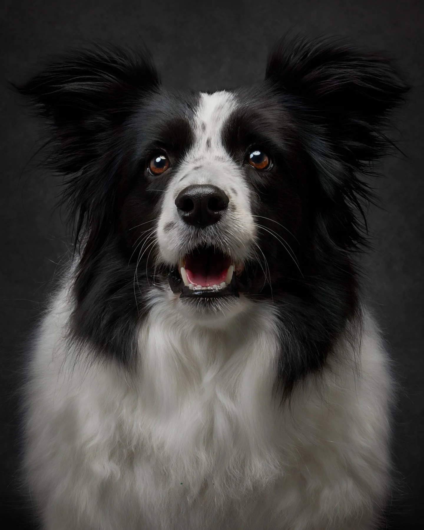 Show me a better remedy to the Sunday blues than thinking about the face of the pup waiting at home for you on a Monday afternoon. 

Here is Loki&rsquo;s gorgeous smile to brighten up your night.