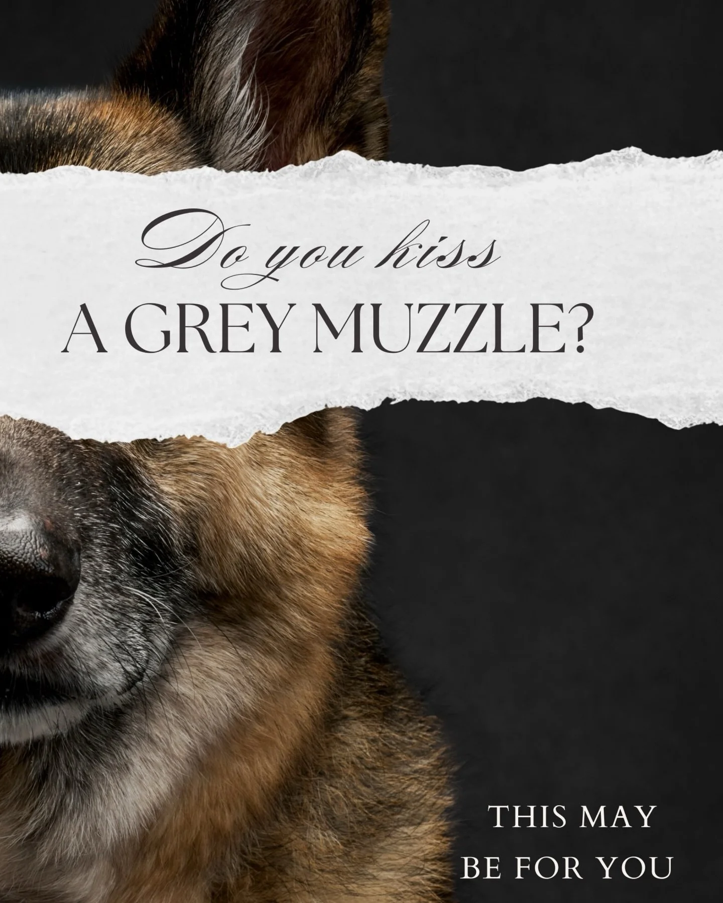 Kirkland, Seattle, and beyond, your stories are already moving us deeply.

We have begun receiving beautiful, heartfelt applications for ANCHOR, and we cannot wait to start photographing these incredible senior dogs. Every submission reminds us why t