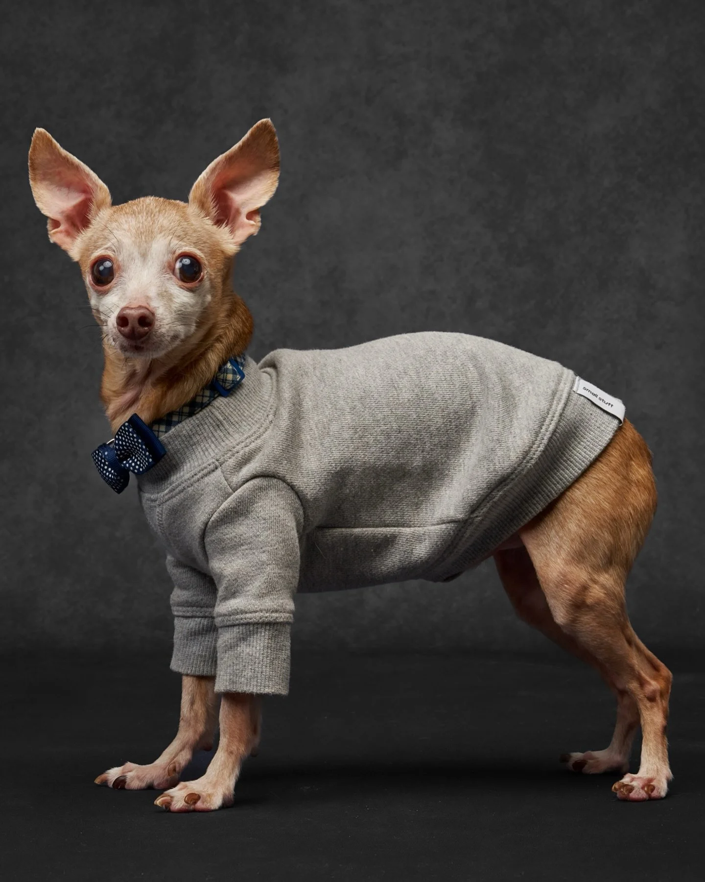 Some souls arrive quietly and change everything.

Walter @walterthechi began his story as a miracle hiding in his mama&rsquo;s belly, rescued just in time, and born into a family who would love him fiercely for more than a decade and counting. Alongs