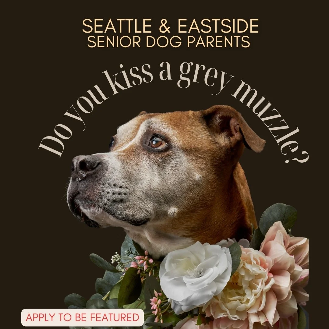 ANCHOR: Honoring the Souls of Senior Dogs Through Fine Art Portraiture