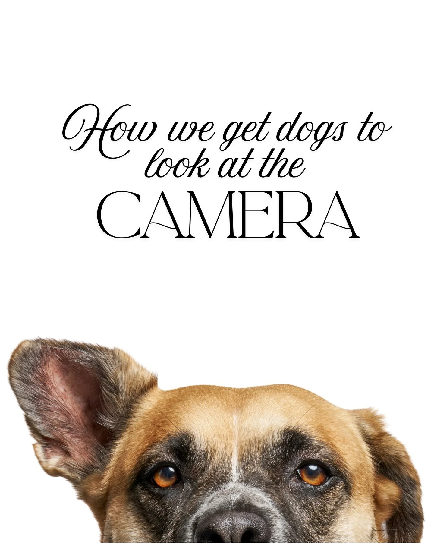 We get asked this all the time&hellip;

&ldquo;My dog will look anywhere but the camera&rdquo;

And honestly, they&rsquo;re not being stubborn
they&rsquo;re just overwhelmed

Most dogs tune out when there&rsquo;s too much happening
too many sounds, t