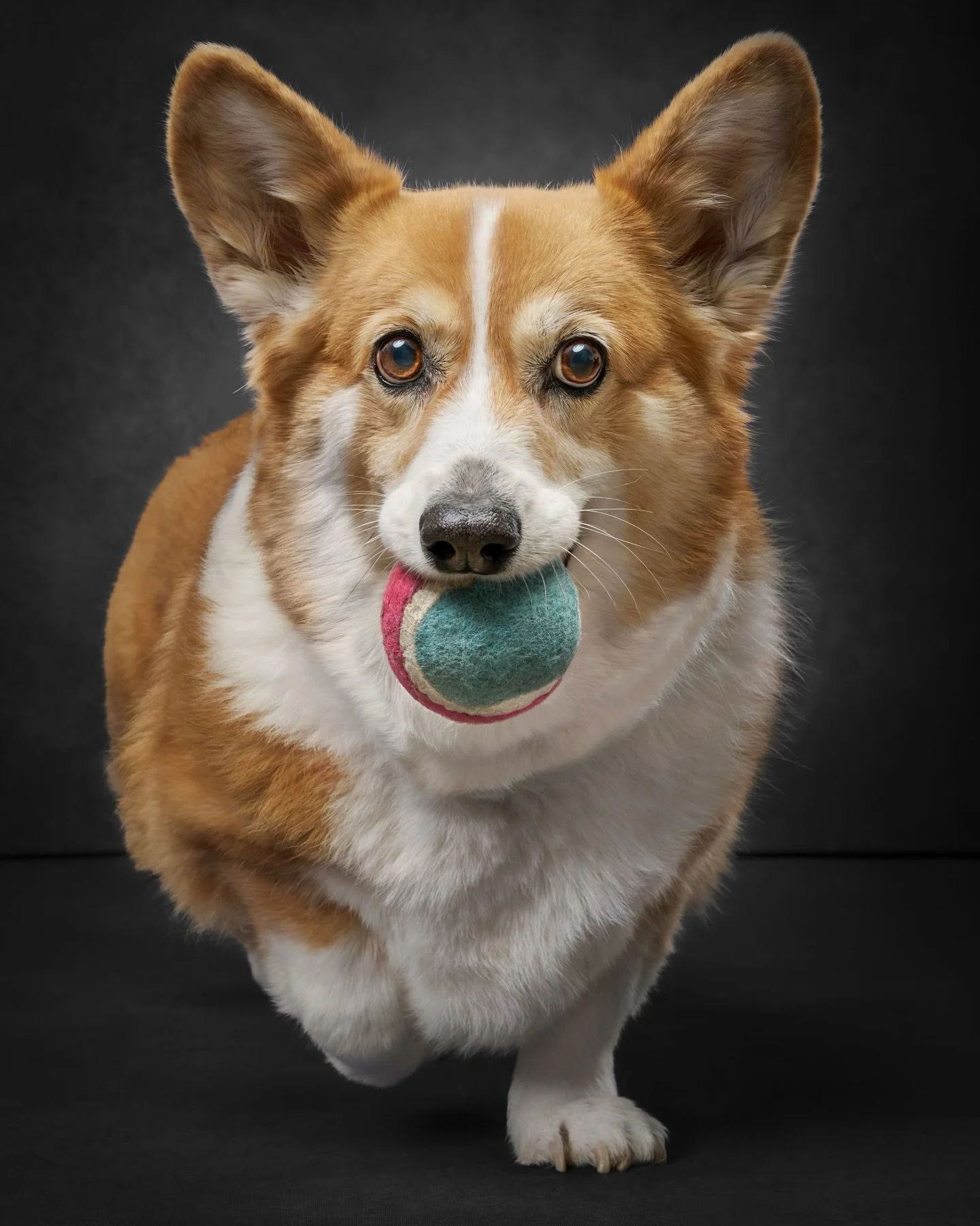 Eevee walked into the studio with one thing on her mind&hellip; her ball.

Not the lights. Not the new space. Not the book project she was taking a part of.

Just her ball.

She dropped it at my feet, looked up, and waited.
And when I didn&rsquo;t th