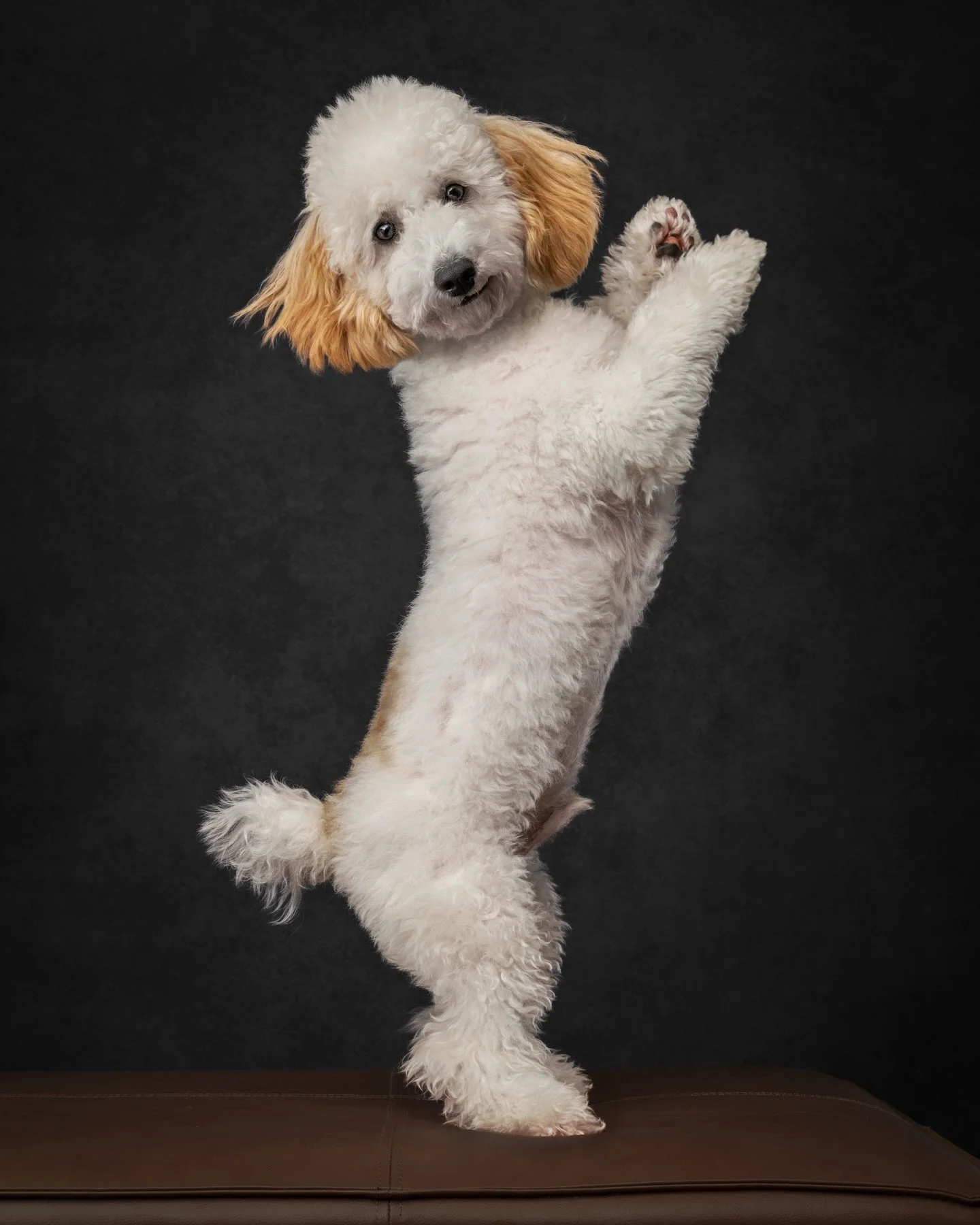 Meet Charlie 🤍

The newest (and tiniest) addition to our family&hellip;
and already completely running the show.

Charlie came in with curiosity, softness, and just enough boldness to keep everyone on their toes. The kind of energy that quietly shif