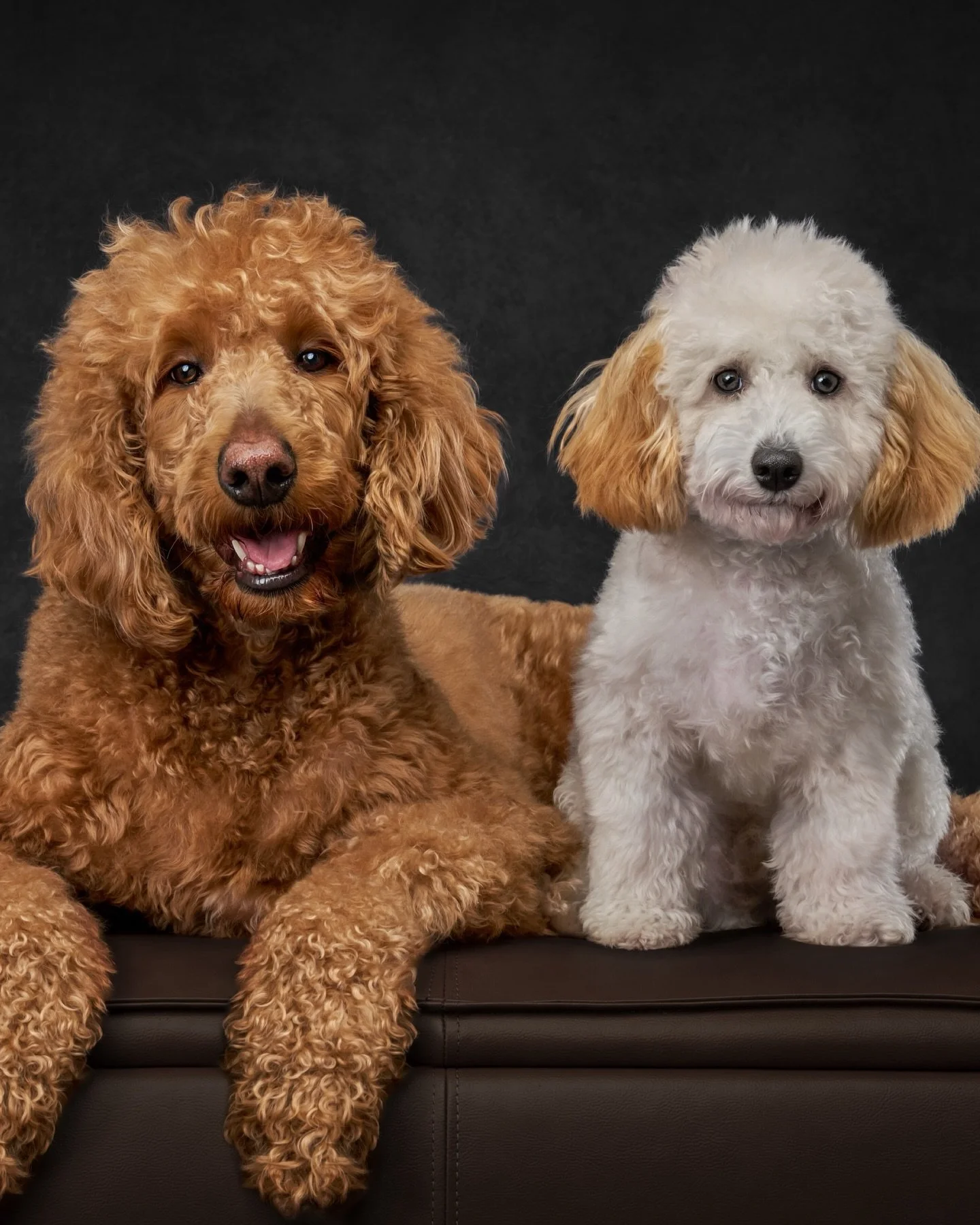 And then there were two 🤎🤍

This is your sign to get the second dog.
(&hellip;but also, a gentle reality check from someone who did 😅)

Because yes, there&rsquo;s more chaos, more toys, more muddy paws.
But there&rsquo;s also this&hellip;

A compa