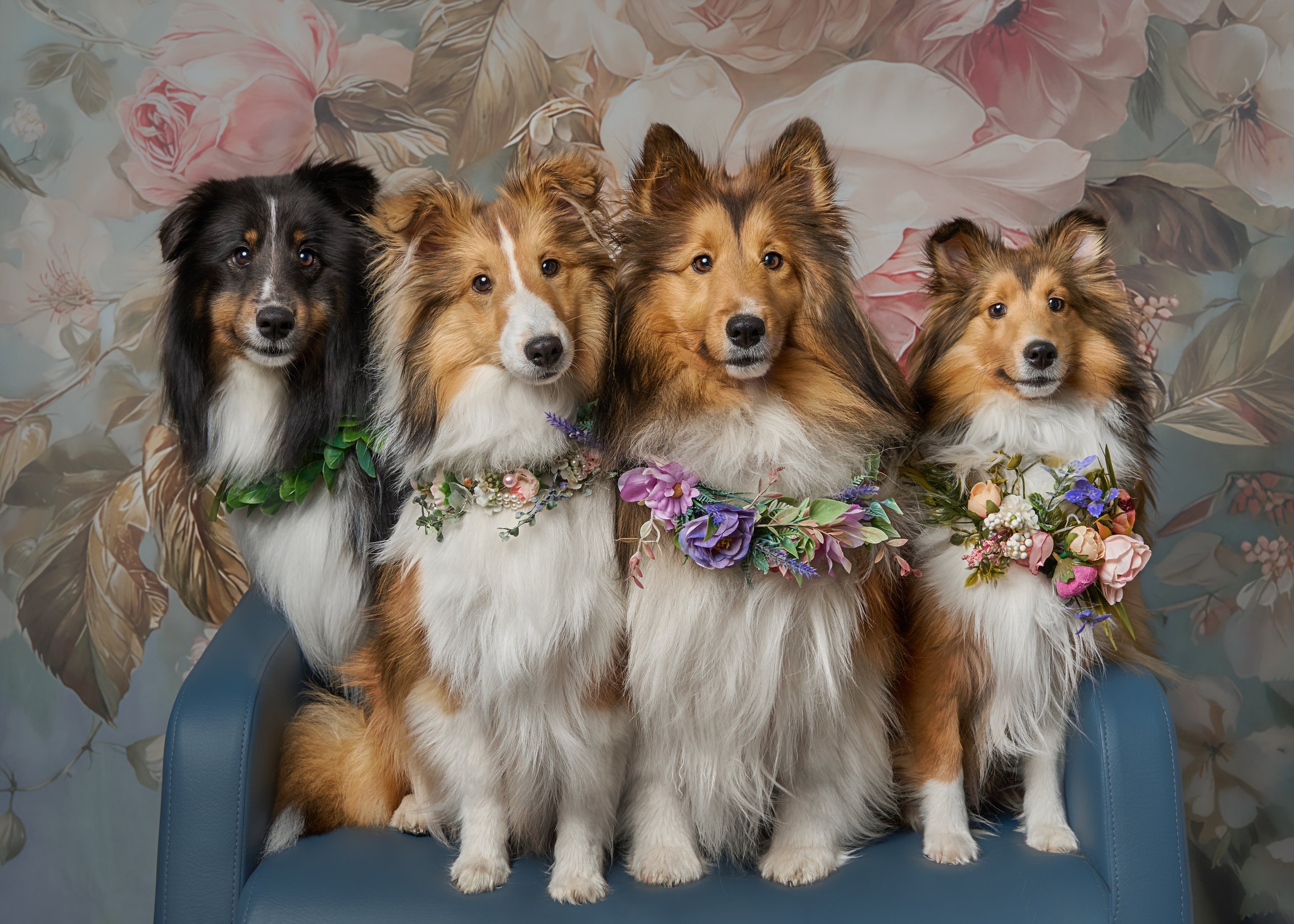 Spring Pop-Up Pet Portraits in Kirkland 