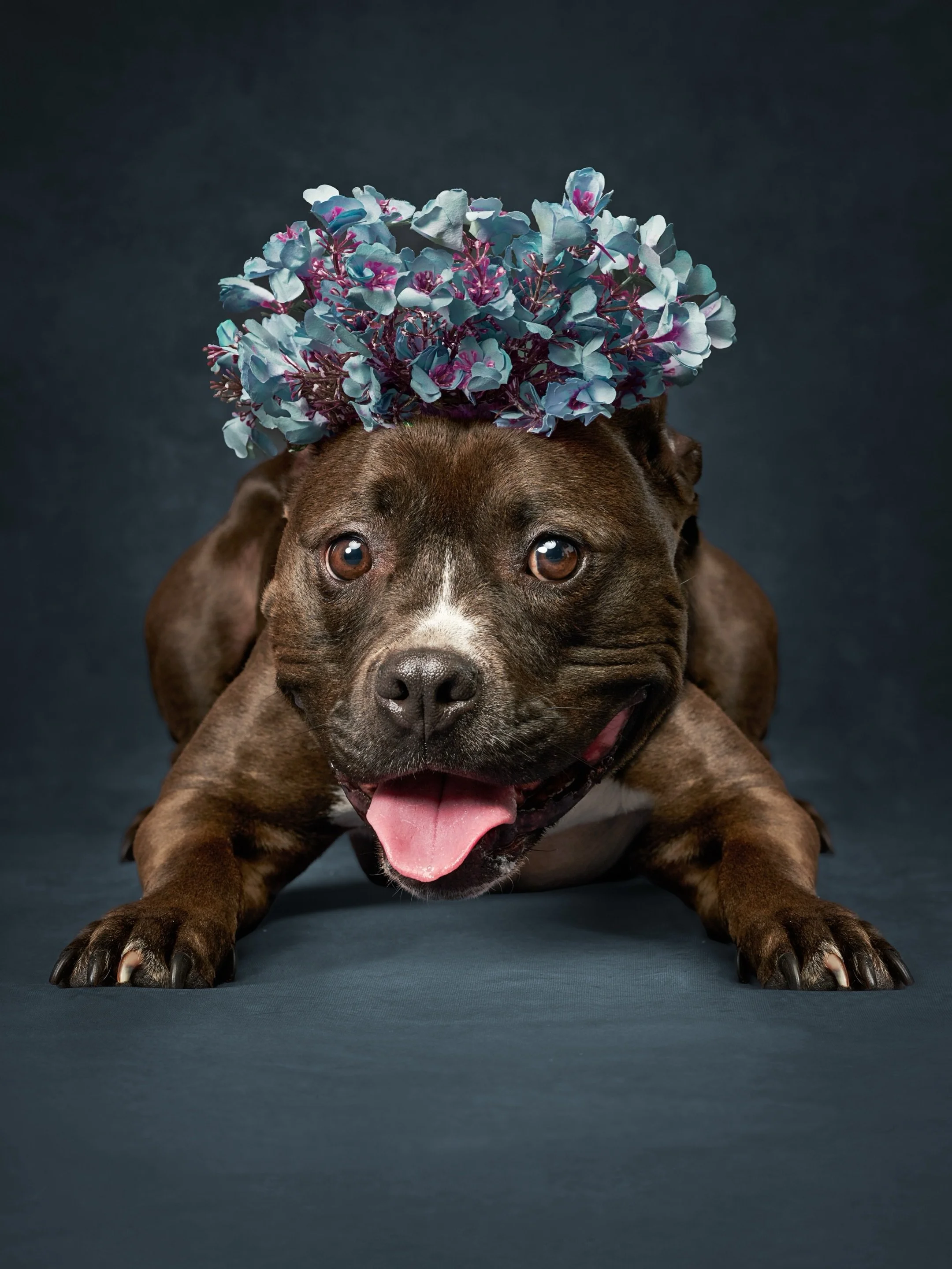 You probably already have hundreds of photos of your dog.

Sleeping on the couch.
Looking up at you from across the room.
Covered in mud after an adventure.
Curled into the same spot they always choose.
Blurry, imperfect, beloved little pieces of eve