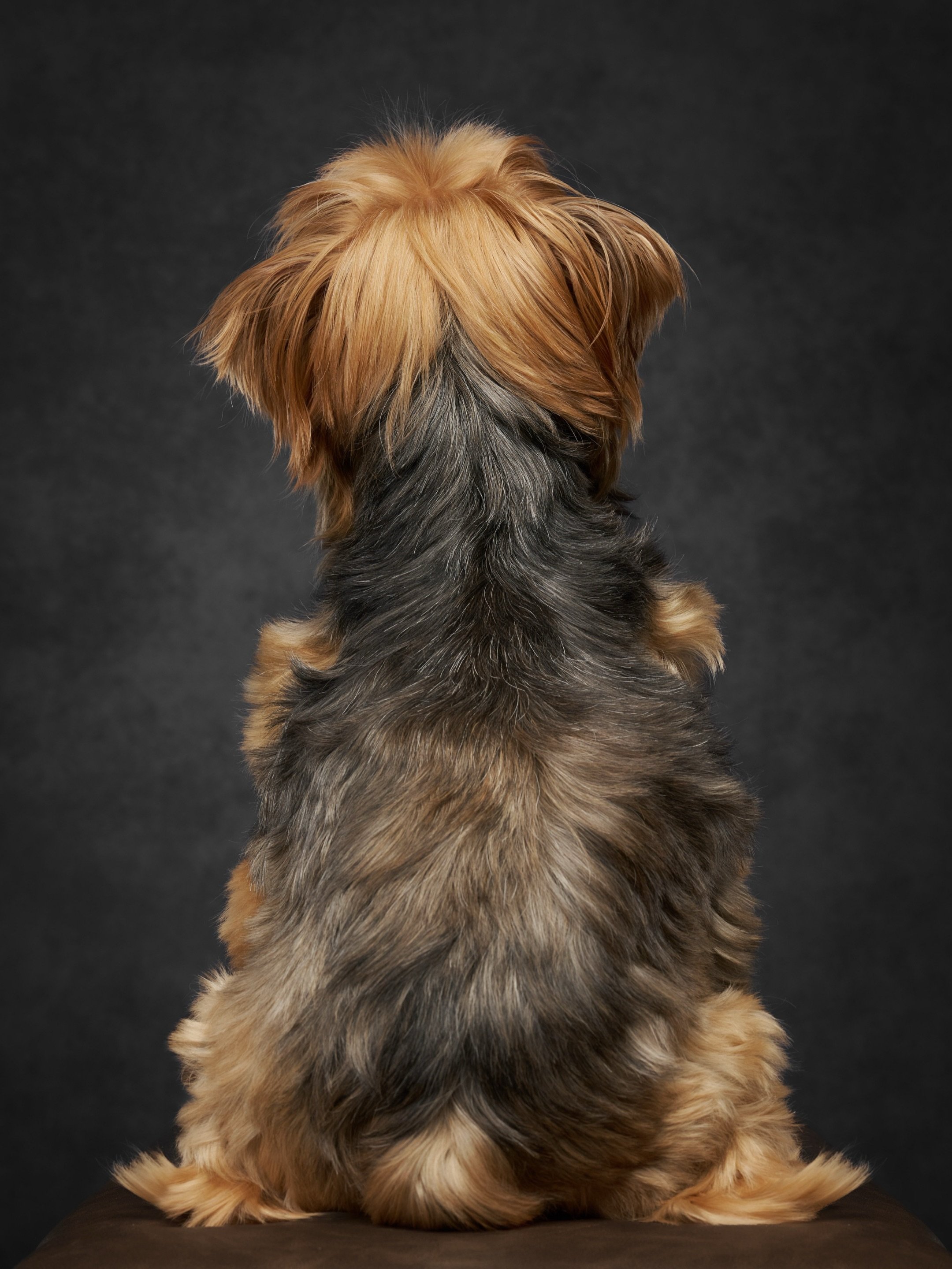 It&rsquo;s the little things.

The things we see every day that slowly become part of who they are to us.

The marking on their forehead.
The way their tongue always hangs slightly out the same side of their mouth.
The way the fur on the back of thei