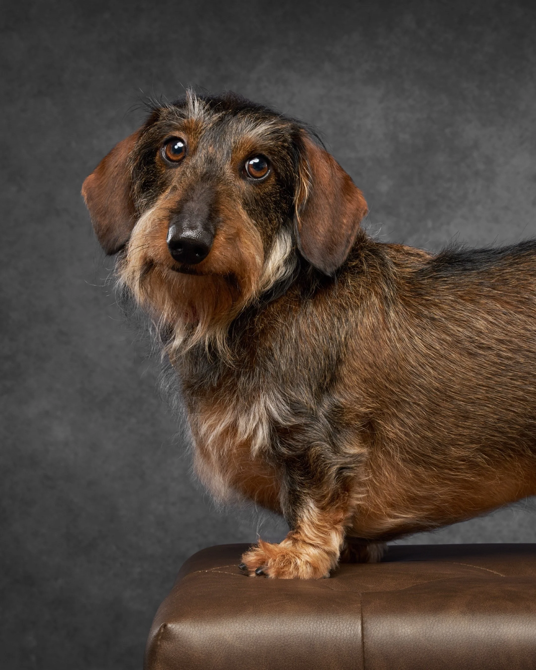 Klaus is here to tell you the time is now.

Now, while they still burst through the house with too much energy. Now, while they still pull you toward every interesting smell on walks. Now, while their face still looks exactly the way you know it. Now