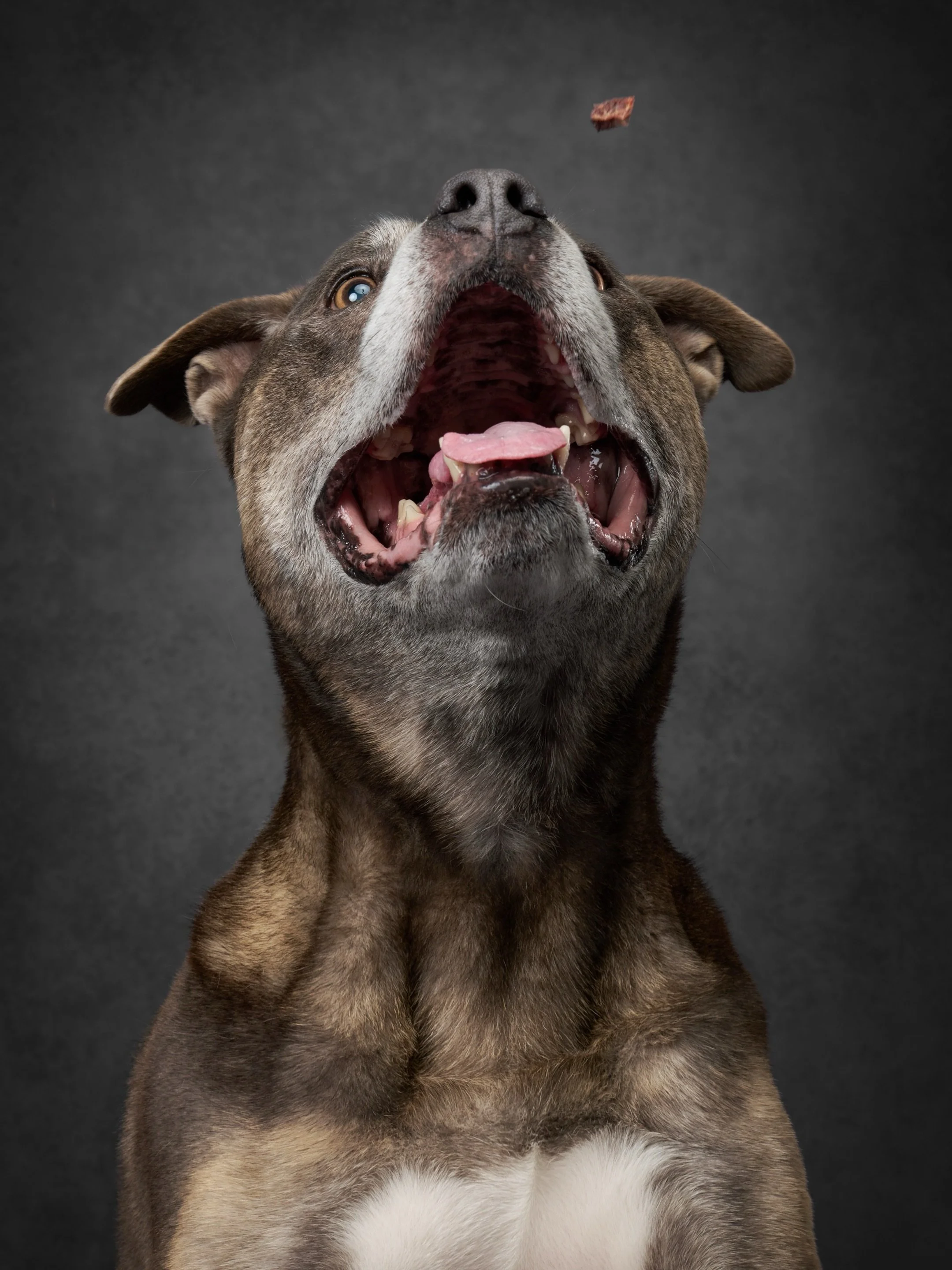 You&rsquo;d be surprised how many senior dogs still have incredible reflexes.

A little slower to get there maybe, but the determination? Still fully intact.

Treat catching is one of those little things that reminds us age doesn&rsquo;t erase person