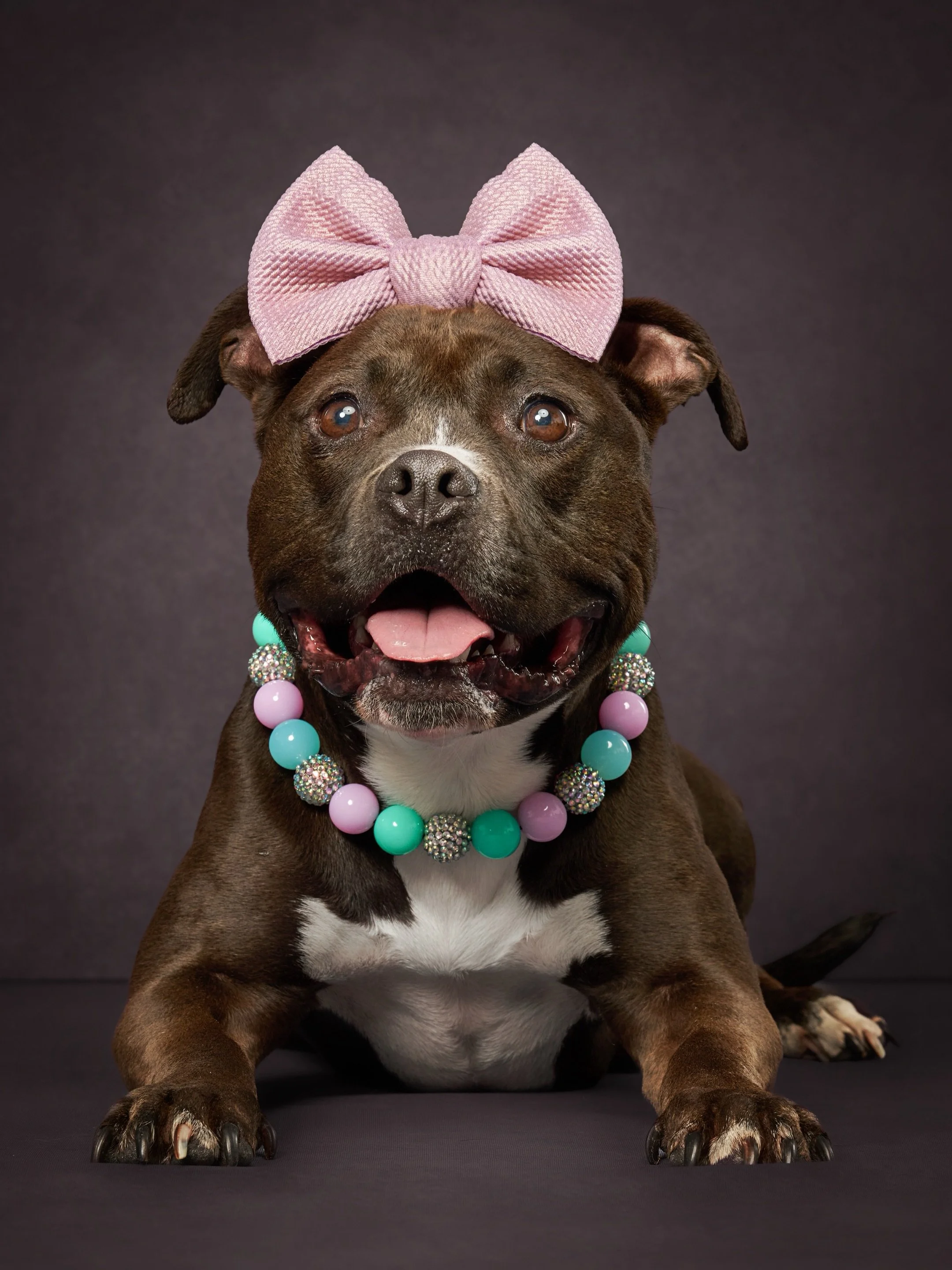 Happy 5th gotcha day to this charismatic, funny, loyal and very stylish Adele. Adele is on a mission to show the world the magic of pitties and we think she is doing a great job! 

One of the things we love most is capturing the little details pet pa