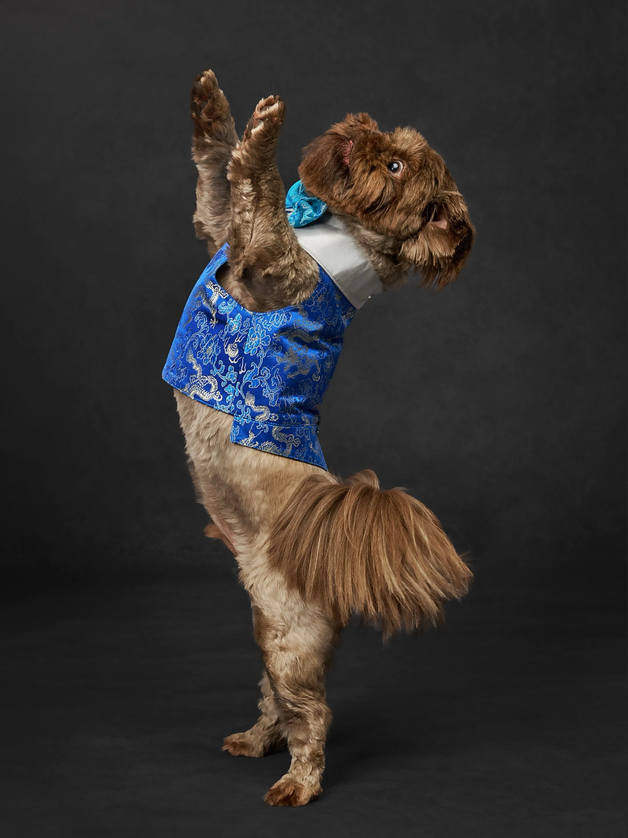 Tobias wants to remind you that on Fridays we raise the roof or as he says it, the woof ❤️❤️ 

Pup: @tobias0_0the_shihtzu 
Wardrobe: @wagnes_wagfashion 

#washingtonphotographer #dogsofintagram #kirklandpetphotographer