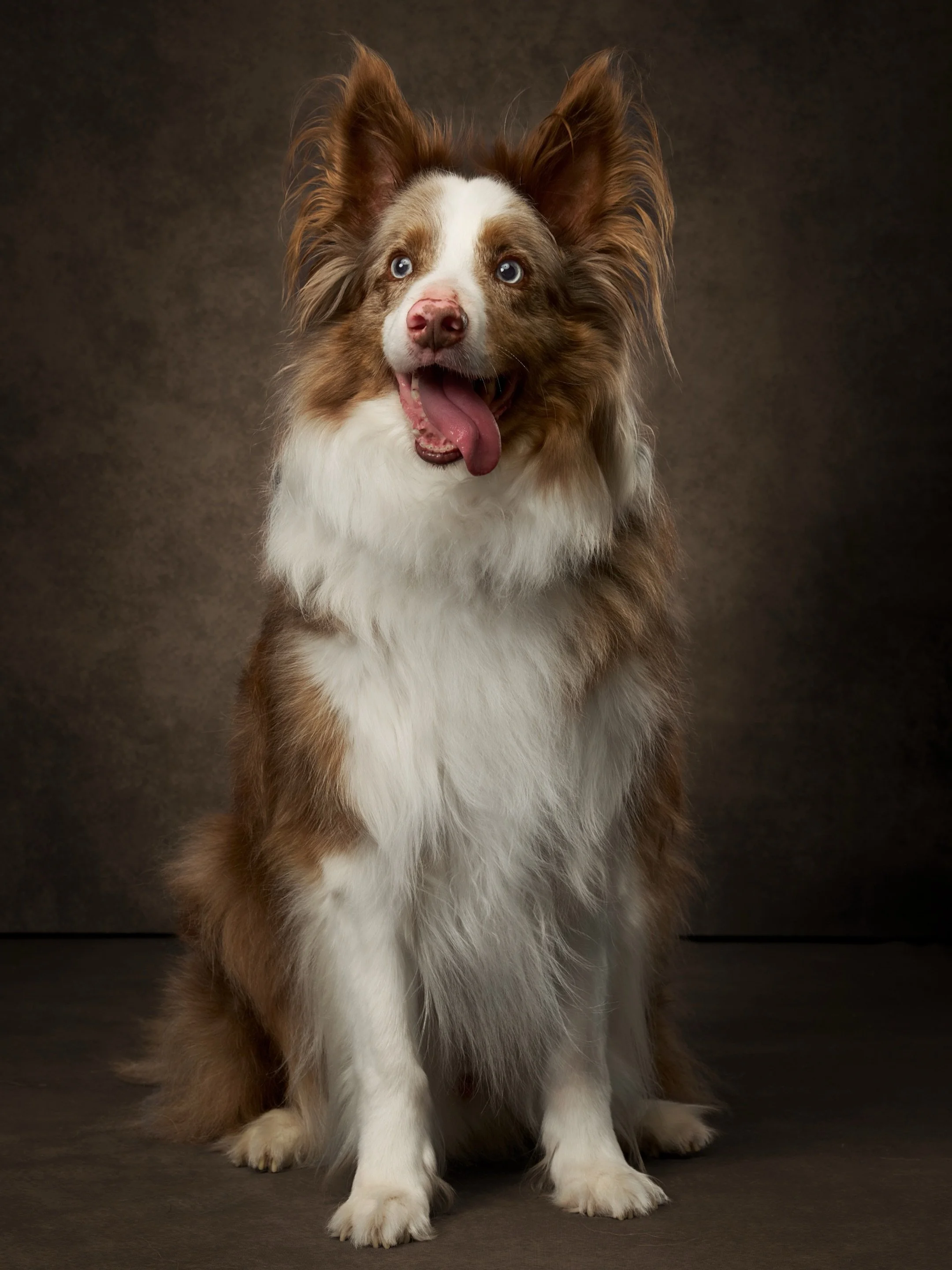 Another gorgeous ANCHOR participant.

Meet Zax.

Zax is a 12-year-old border collie and longtime companion to someone many in our local pet community may recognize: Dr. Ray Davis, Founding Lead Veterinarian of LiveWell Animal Hospital in Kirkland.

T