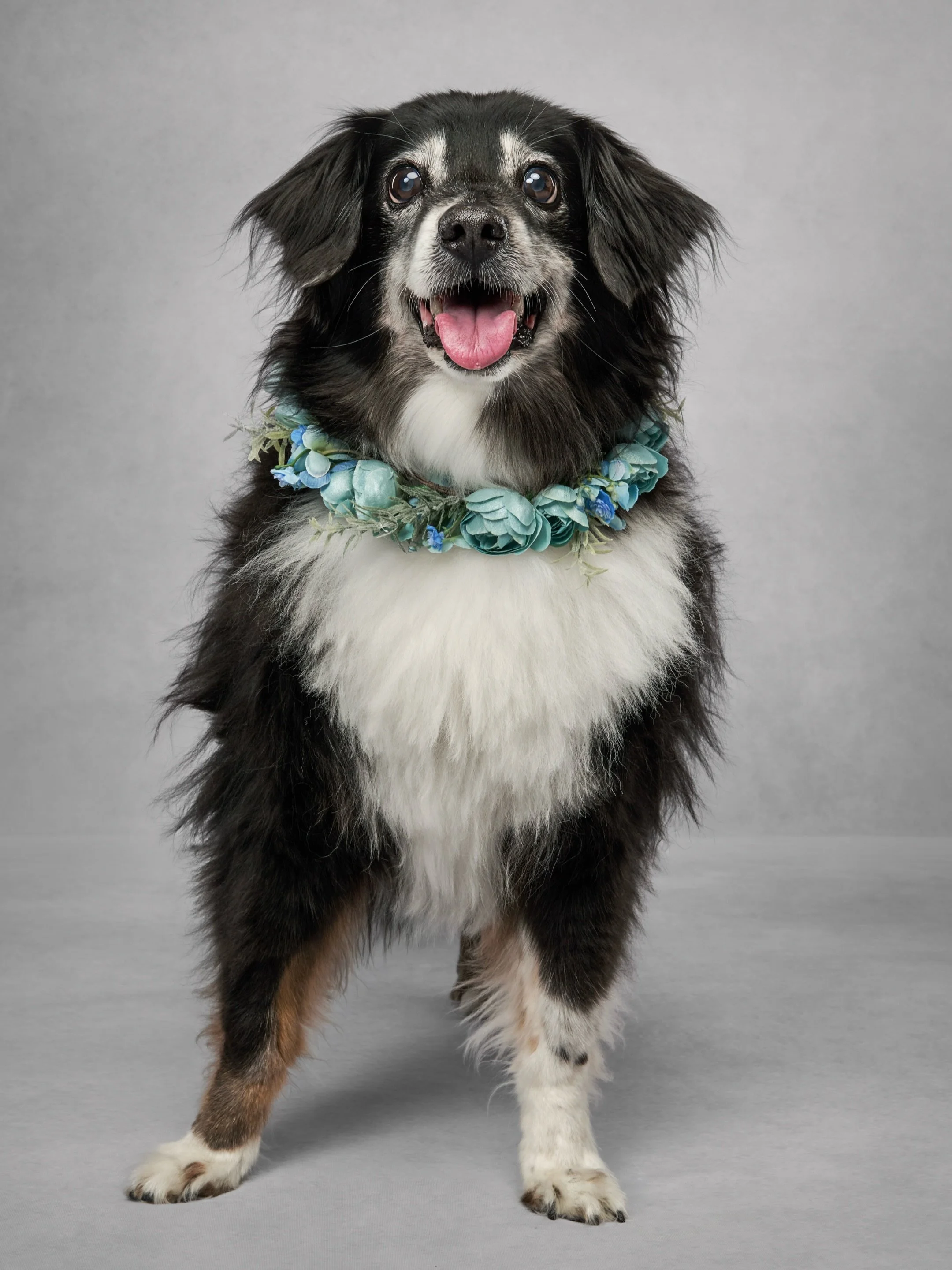 One of the biggest misconceptions about pet photography is that your dog has to be perfectly trained.

The truth? Most of the dogs you see in professional portraits are simply being themselves.

A great pet portrait is less about obedience and more a