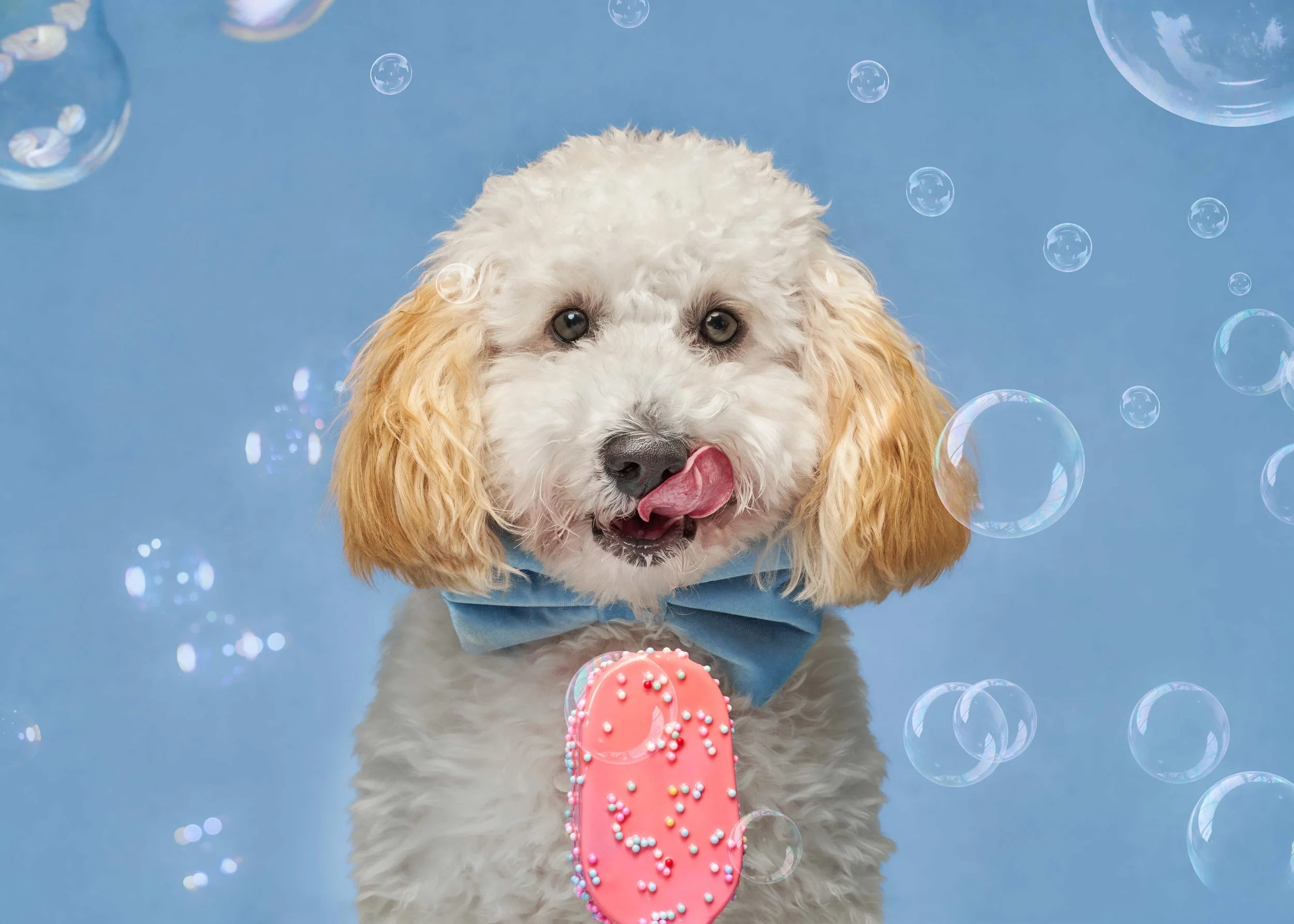 Dog Days of Summer Mini Sessions Are Here: The Most Fun Your Dog Will Have All Summer