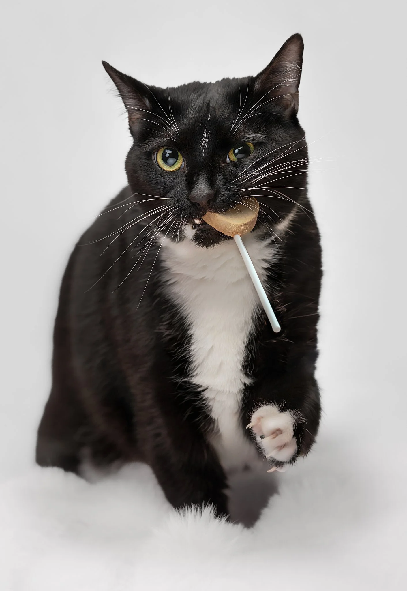 final kitty 2.jpg