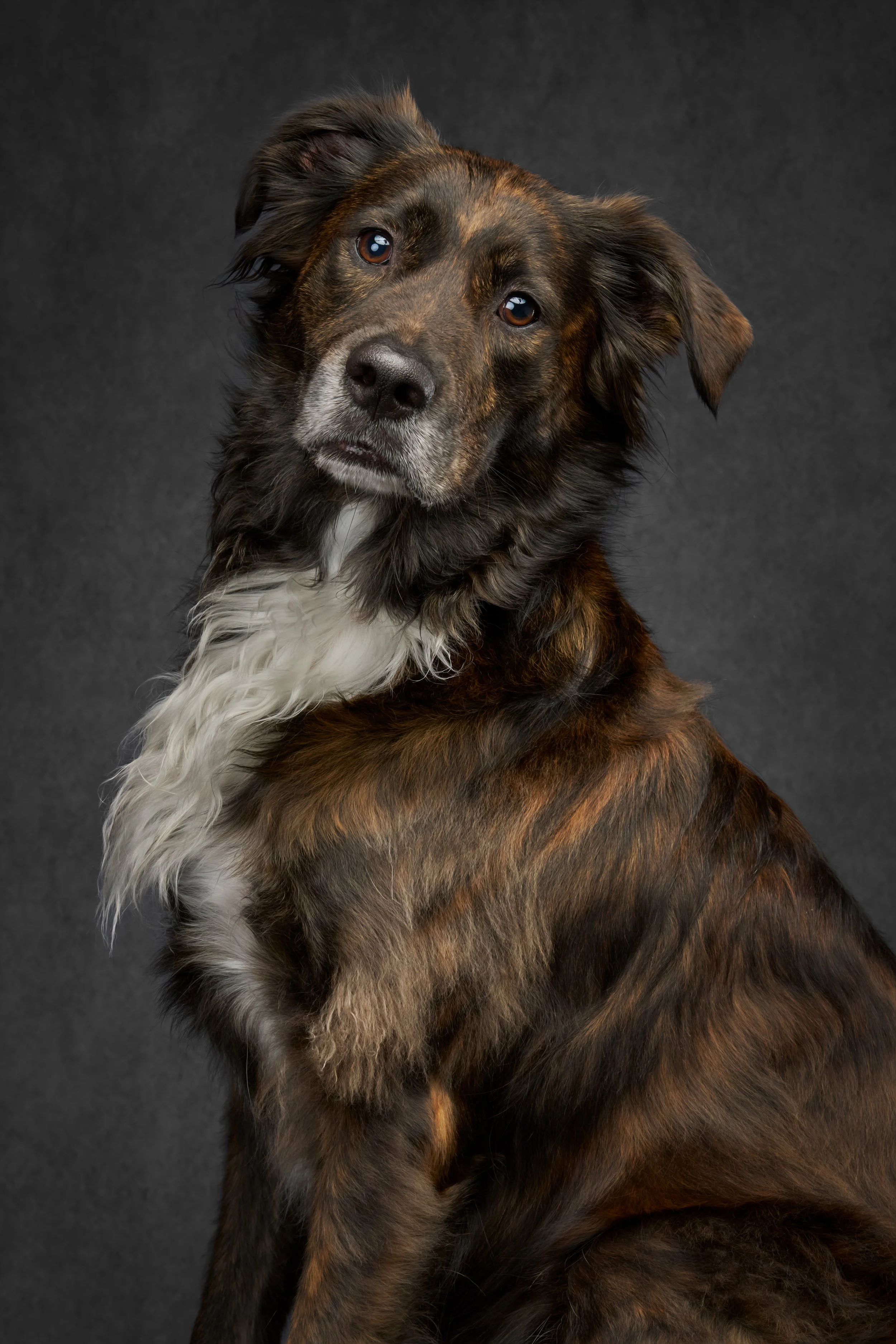 golden retreiver dog in studio photo