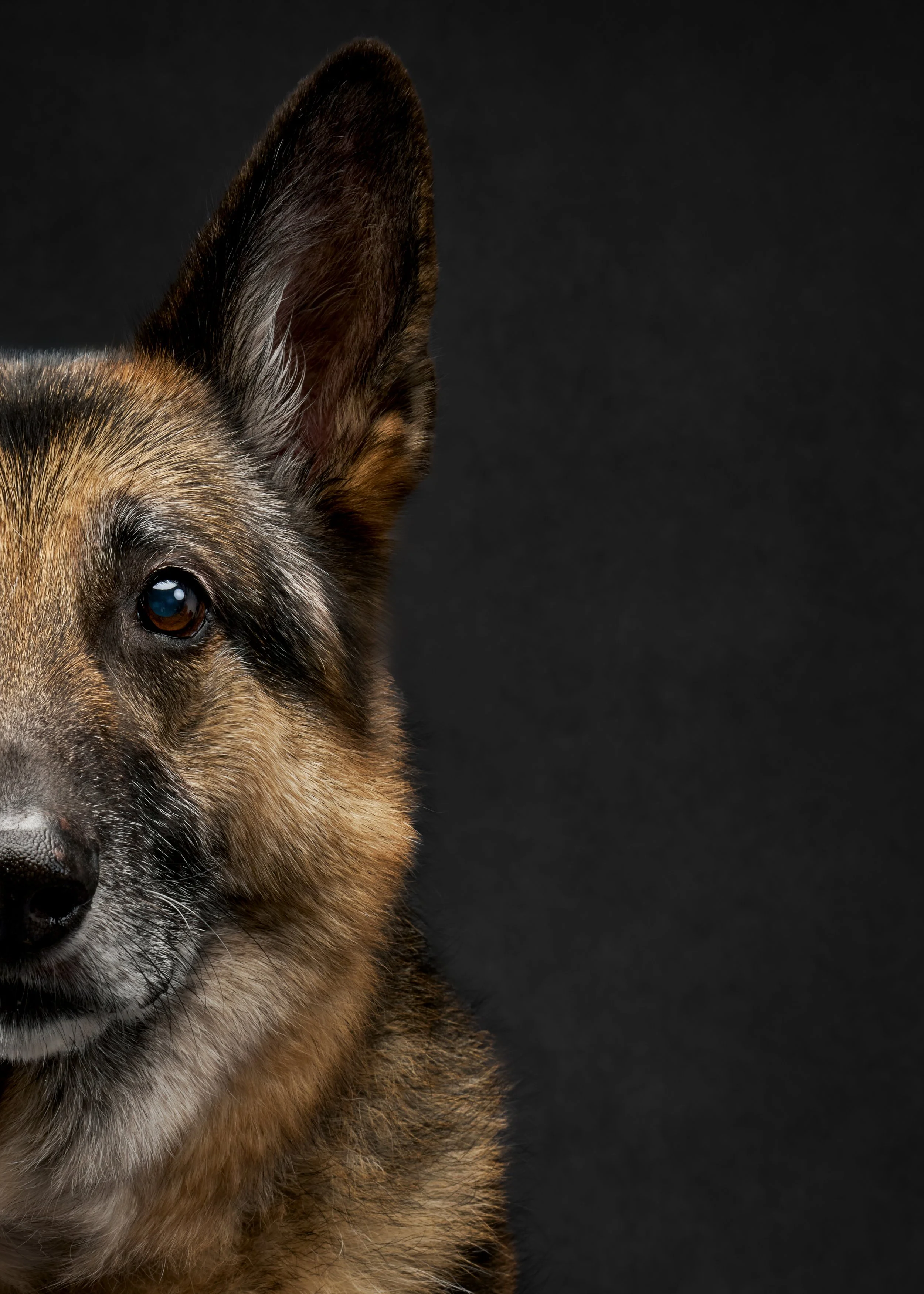 Close-up of a German Shepherd dog with one ear upright against a black background.