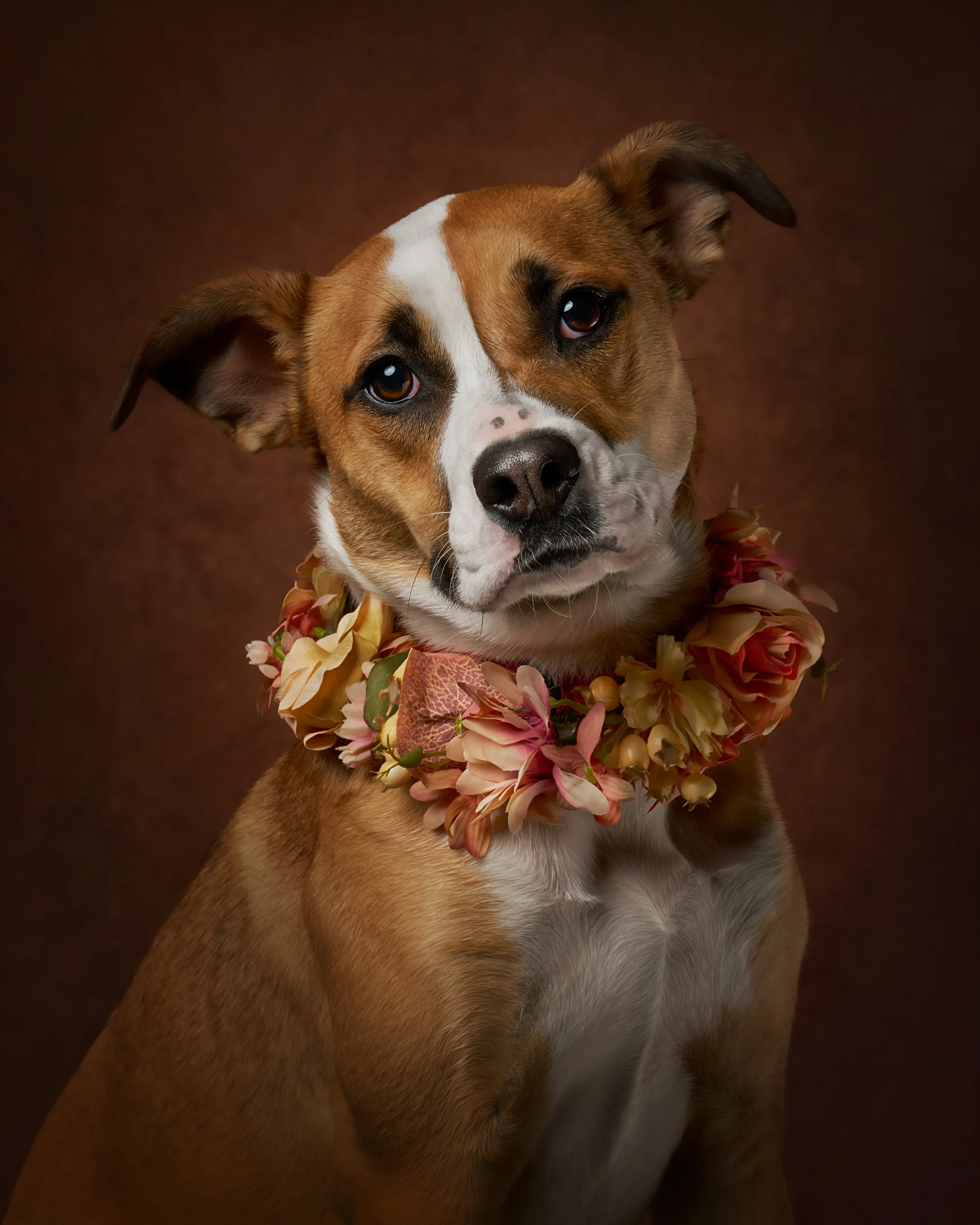 Rocket Dog Daycare Fall Pop-up Fundraiser benefiting Forever Home Dog Rescue