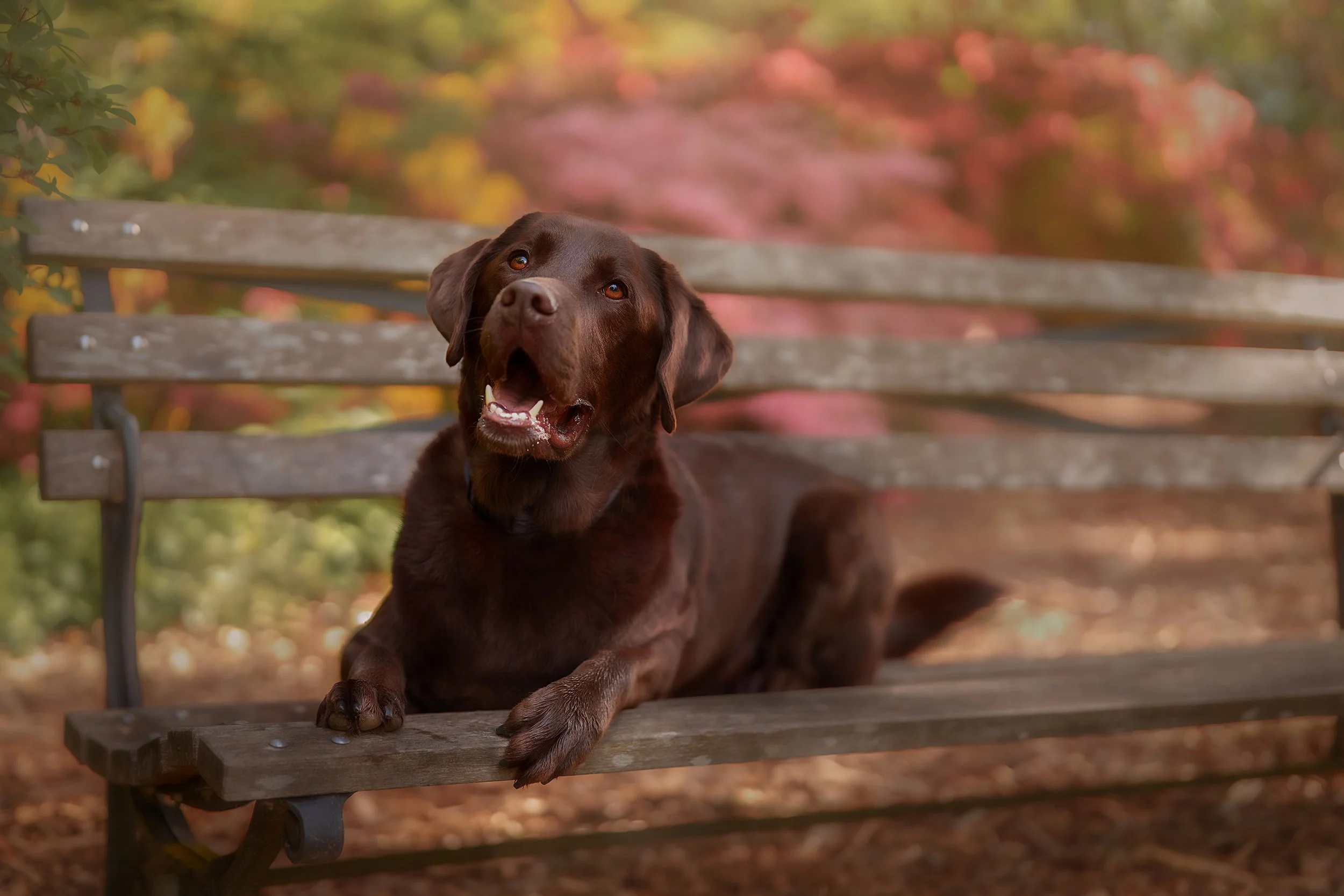 seattlebenchdog_OF.jpg