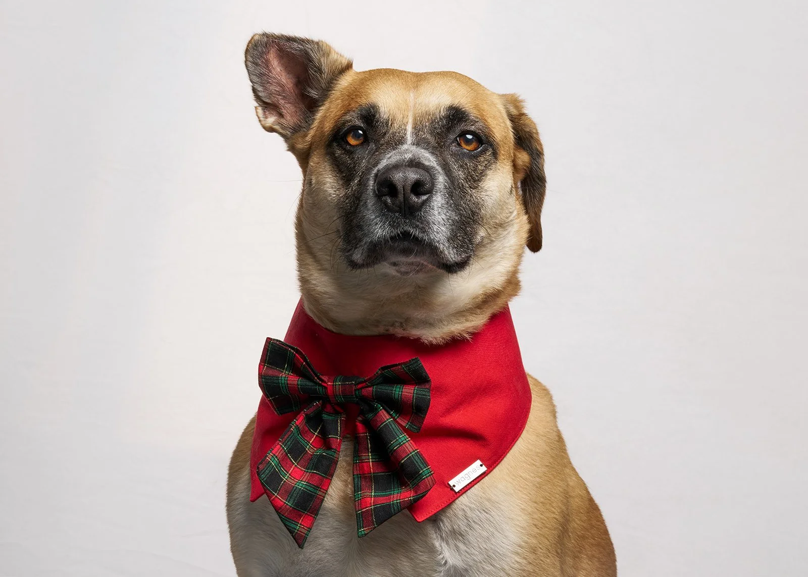 Kirkwood Pets Christmas Pop-Up Fundraiser benefiting Seattle Humane