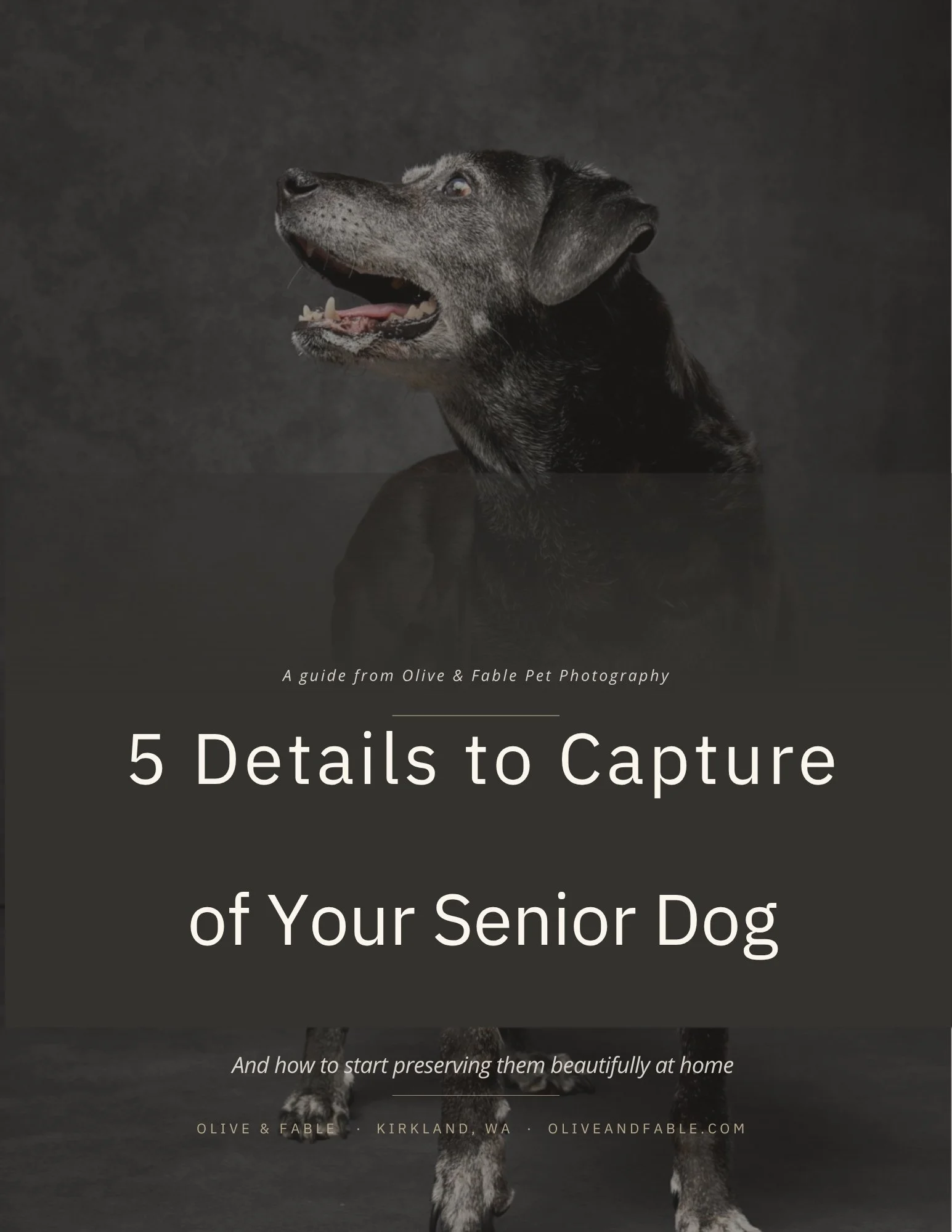 Book cover featuring a senior black dog with gray fur around its face, looking to the left, against a dark background. The title reads '5 Details to Capture of Your Senior Dog' with additional text about preserving them at home.