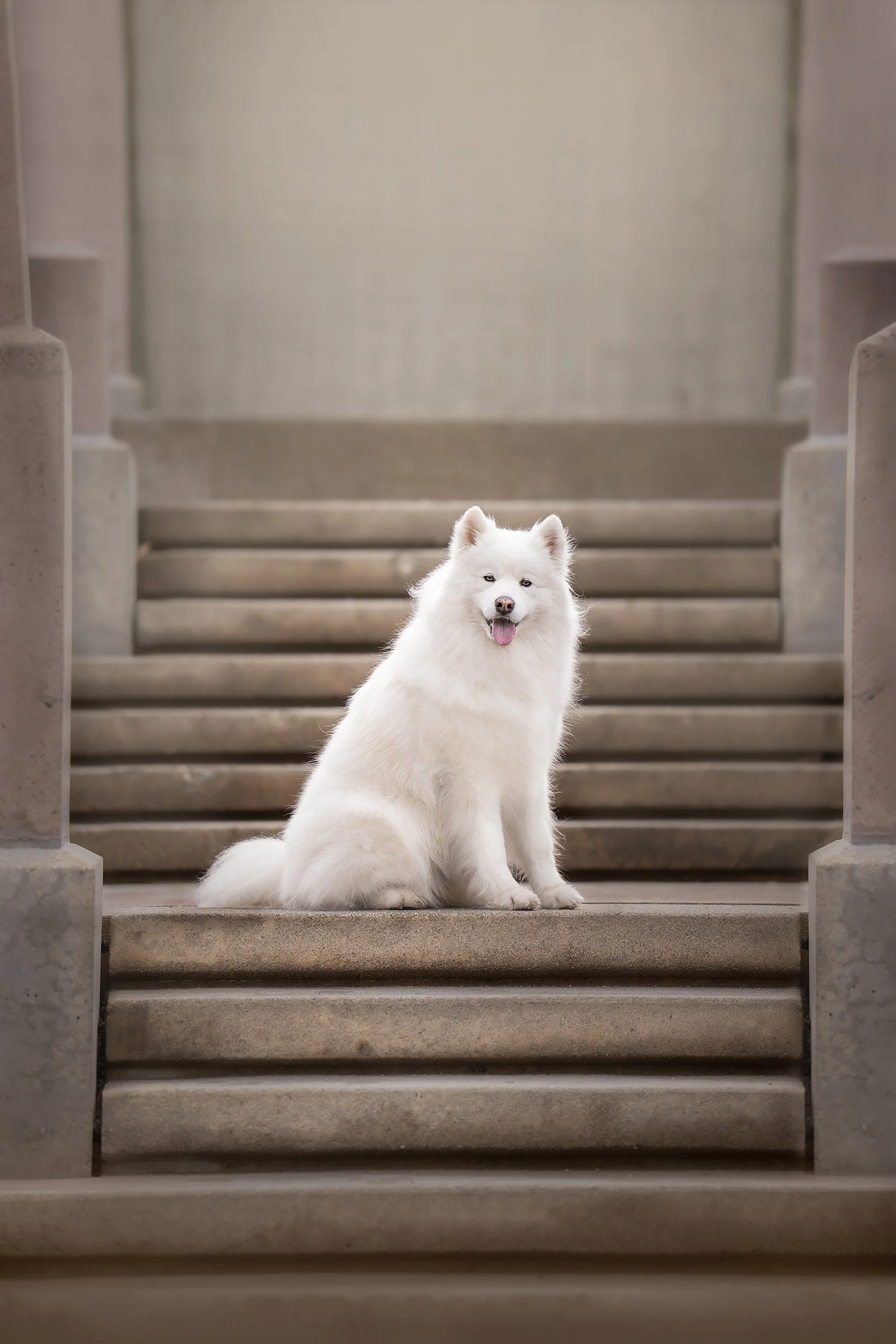 bellevue photographer dog.jpg