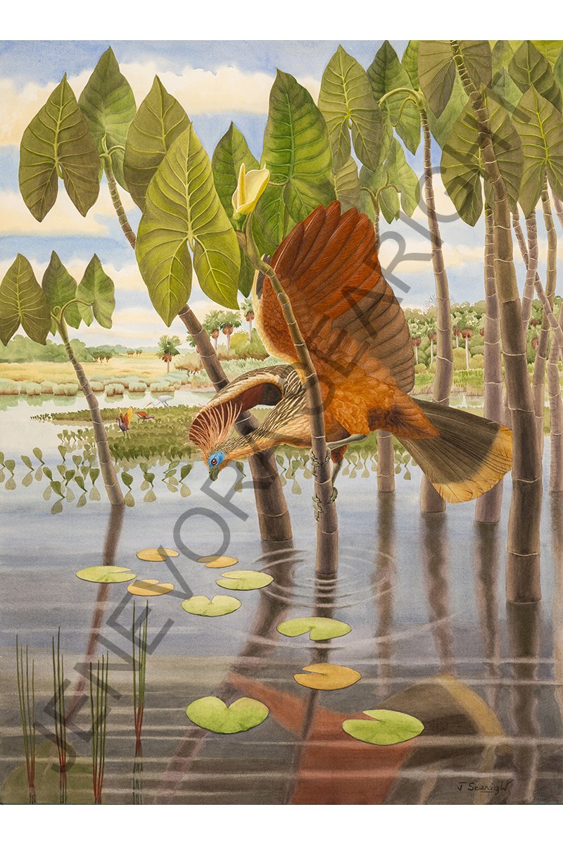 Hoatzin web 358x485 WMX.jpg