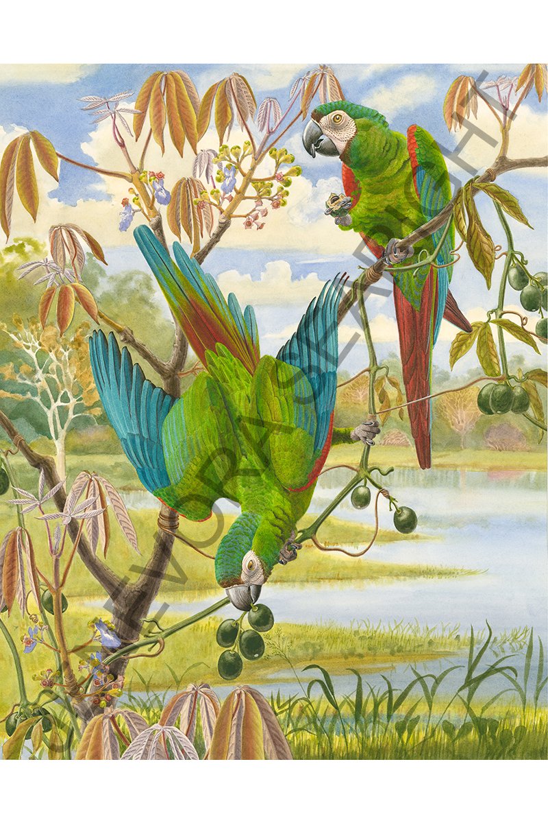 Chestnut Fronted web 358x455 WMX.jpg