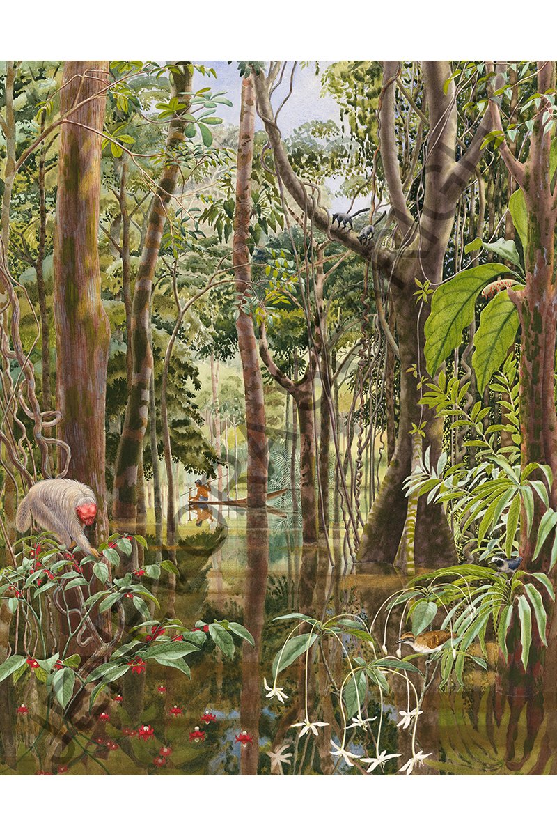 Rain Forest web WMX.jpg