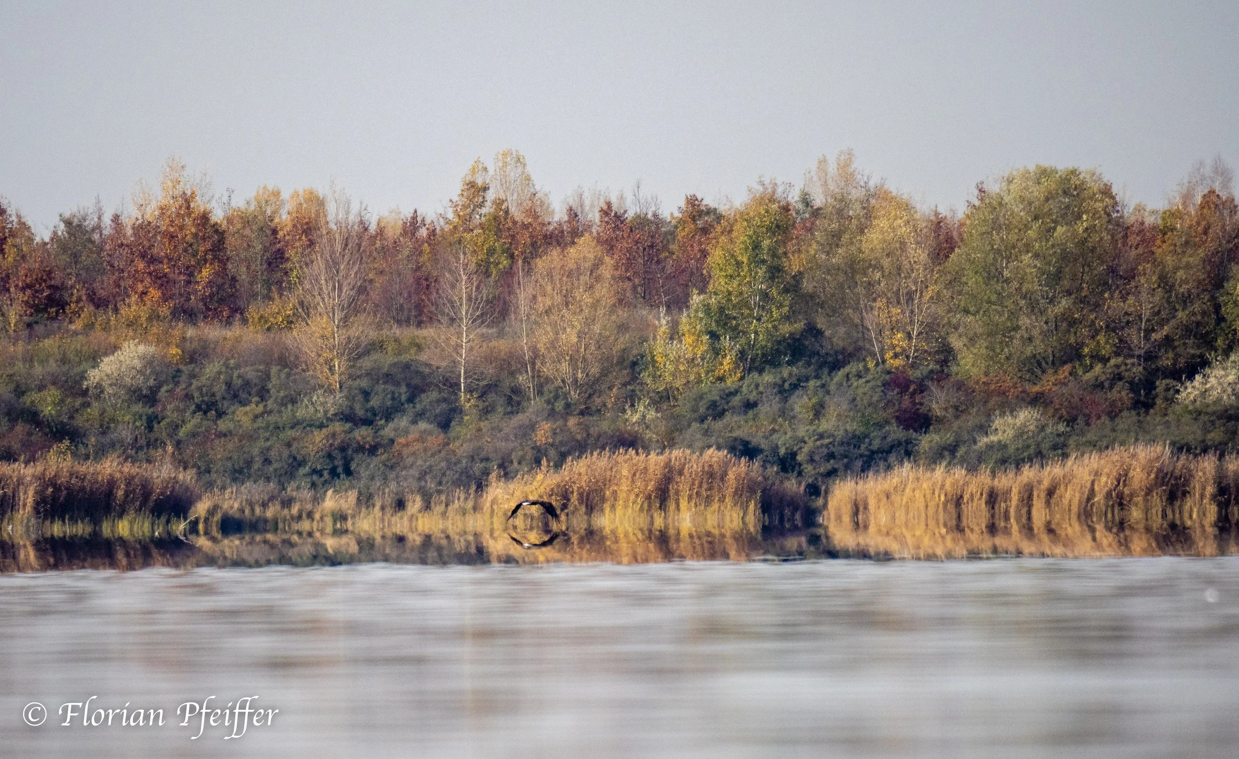 a large bird flying over a lake with autumn coloured trees in the background 