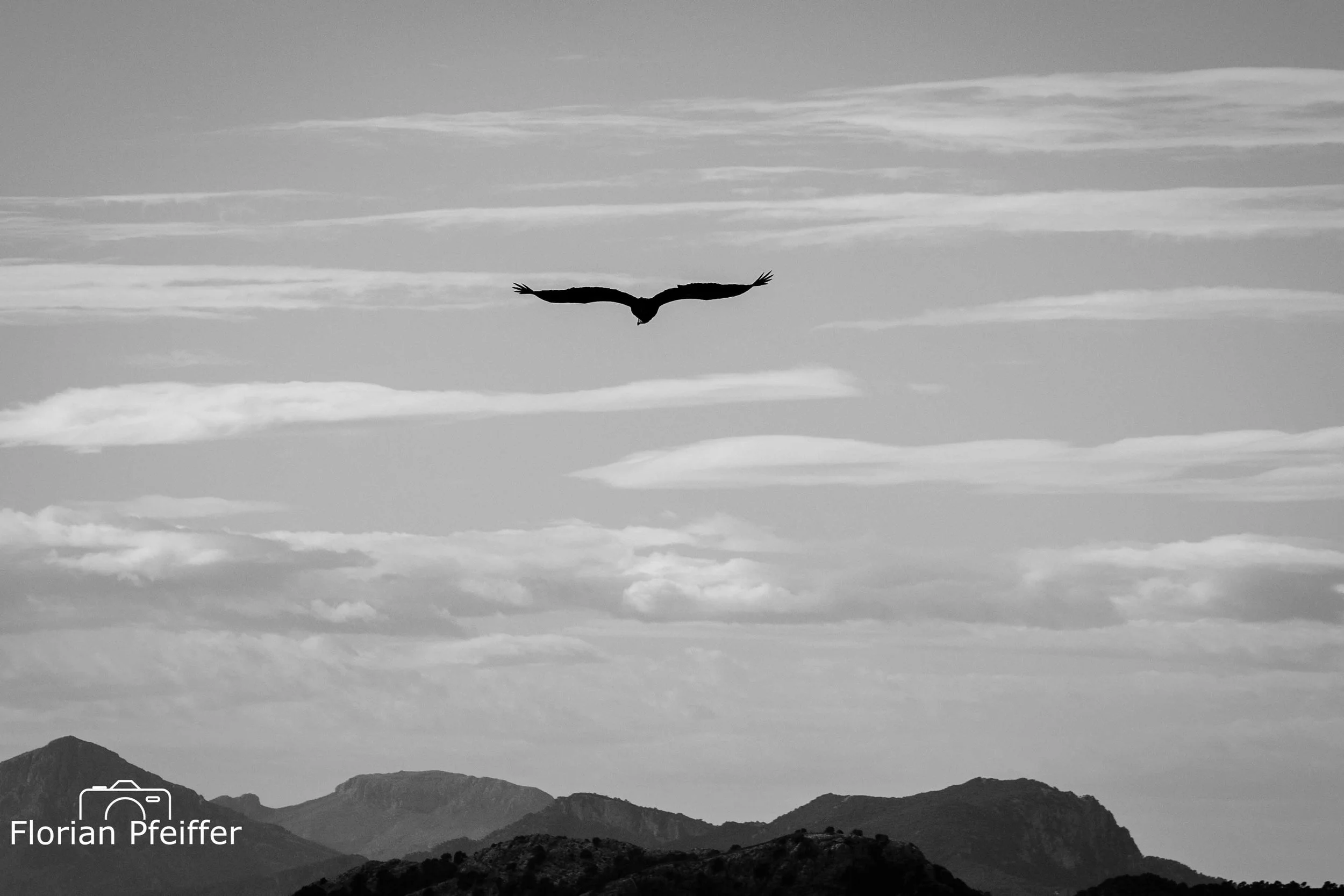 Website_Wildlife_Birds-Website compressed-2.jpg