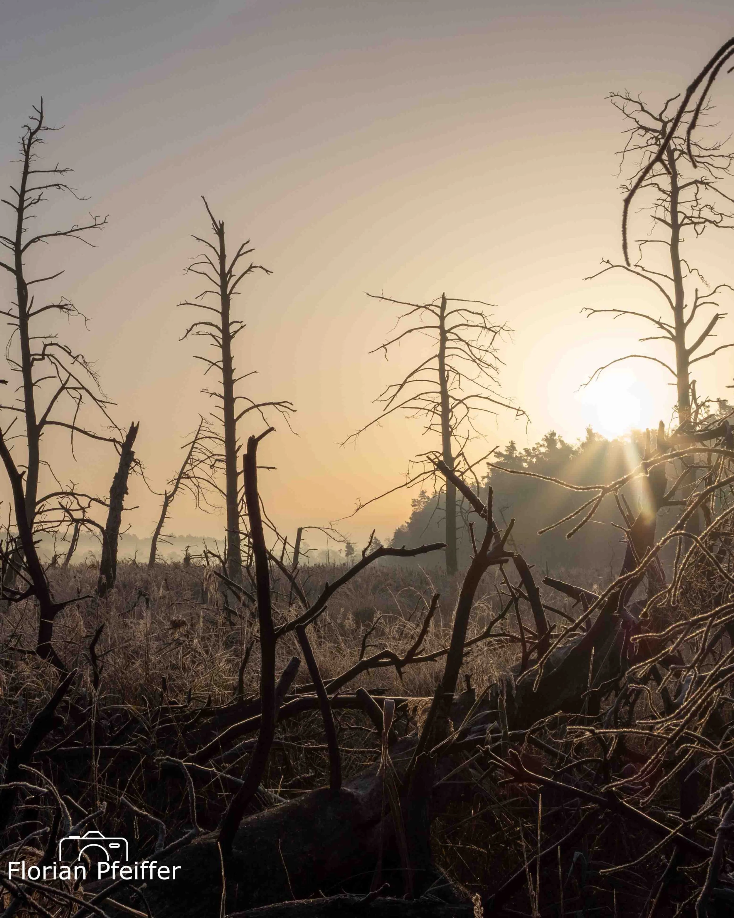 winter morning sunrise with trees in the foreground