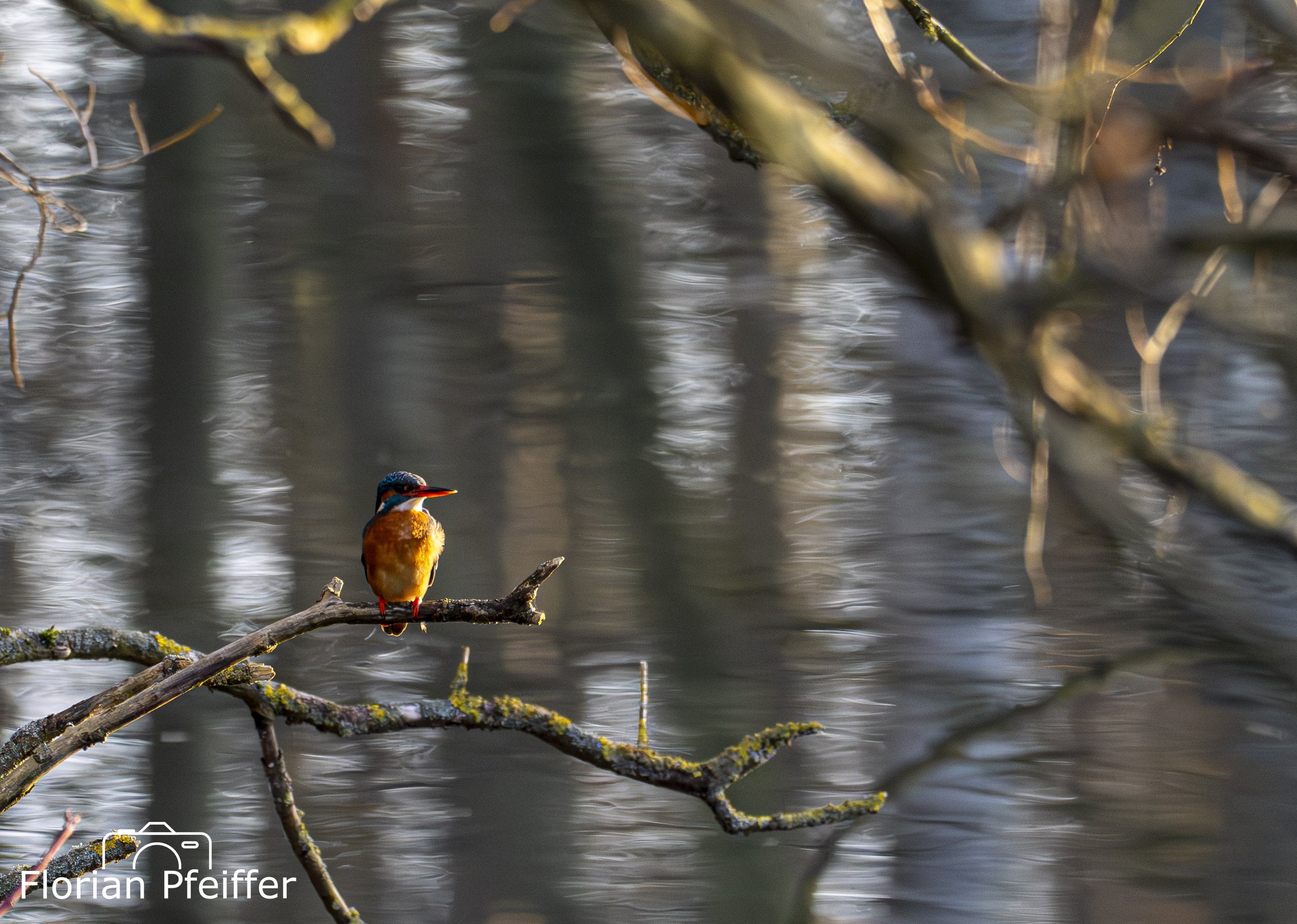 a kingfisher on a branch during sunset waiting on a small river
