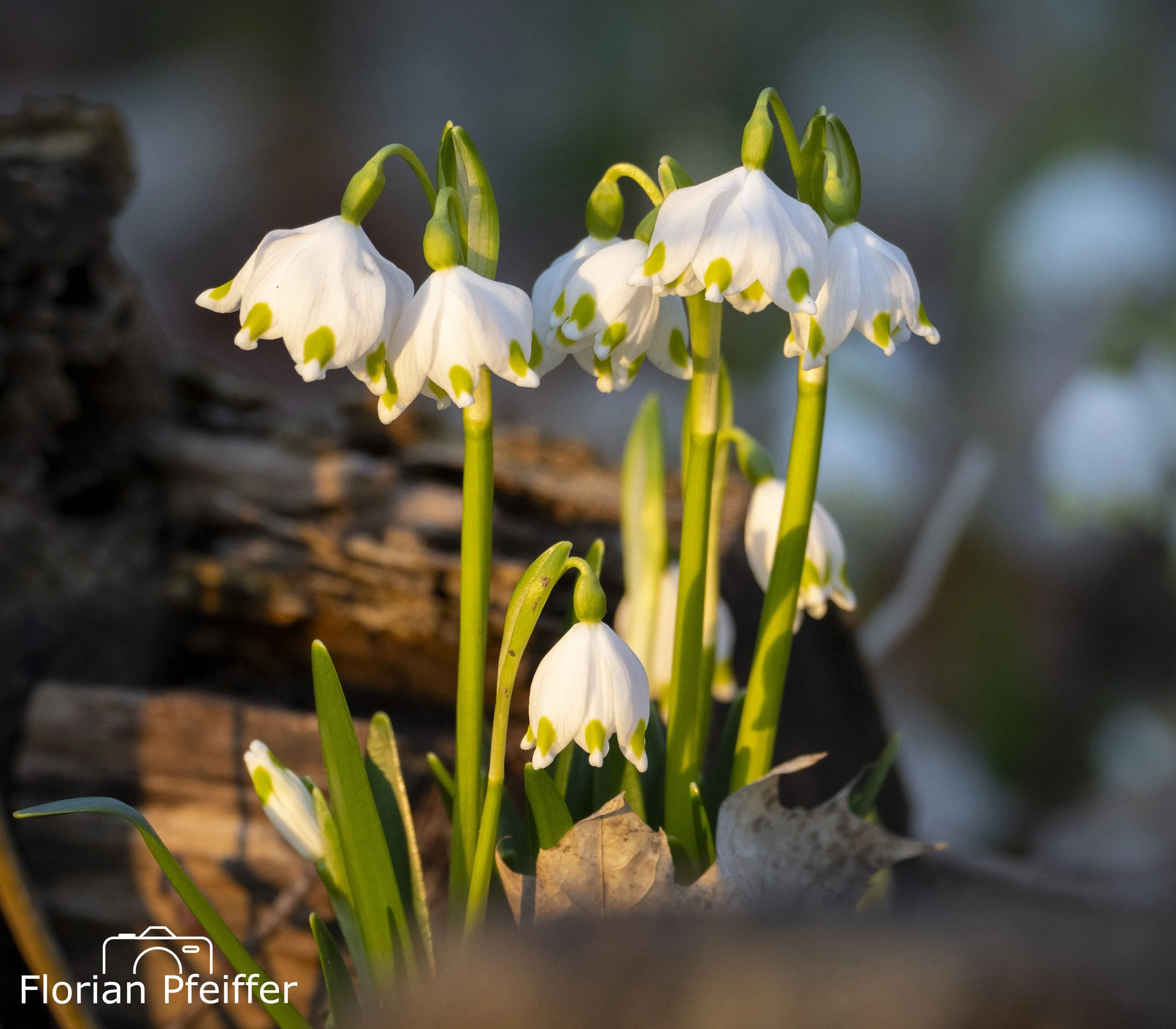 flowers during sunset lighting 