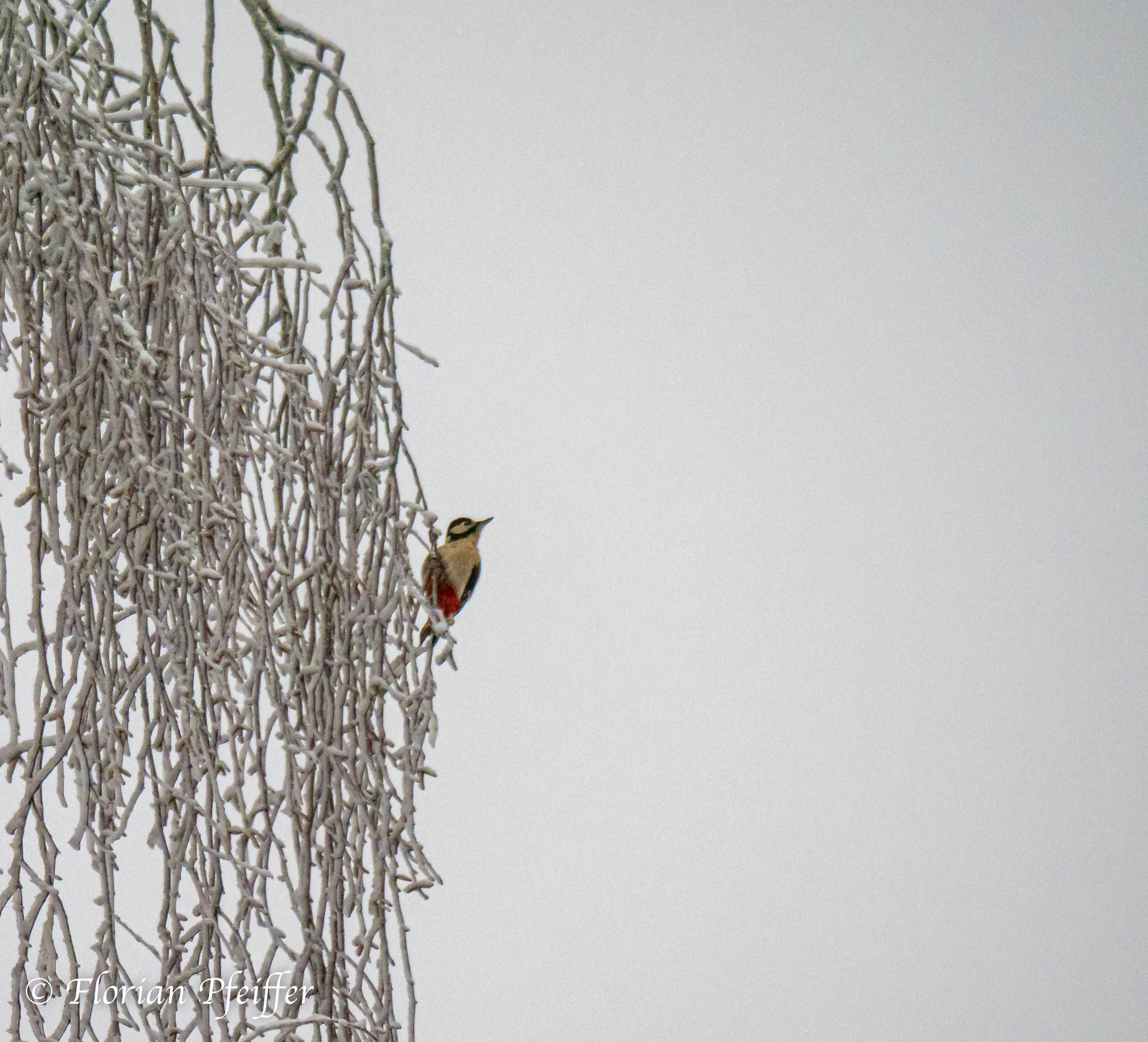 a woodpecker sitting on small branches of a tree during winter with larges white space