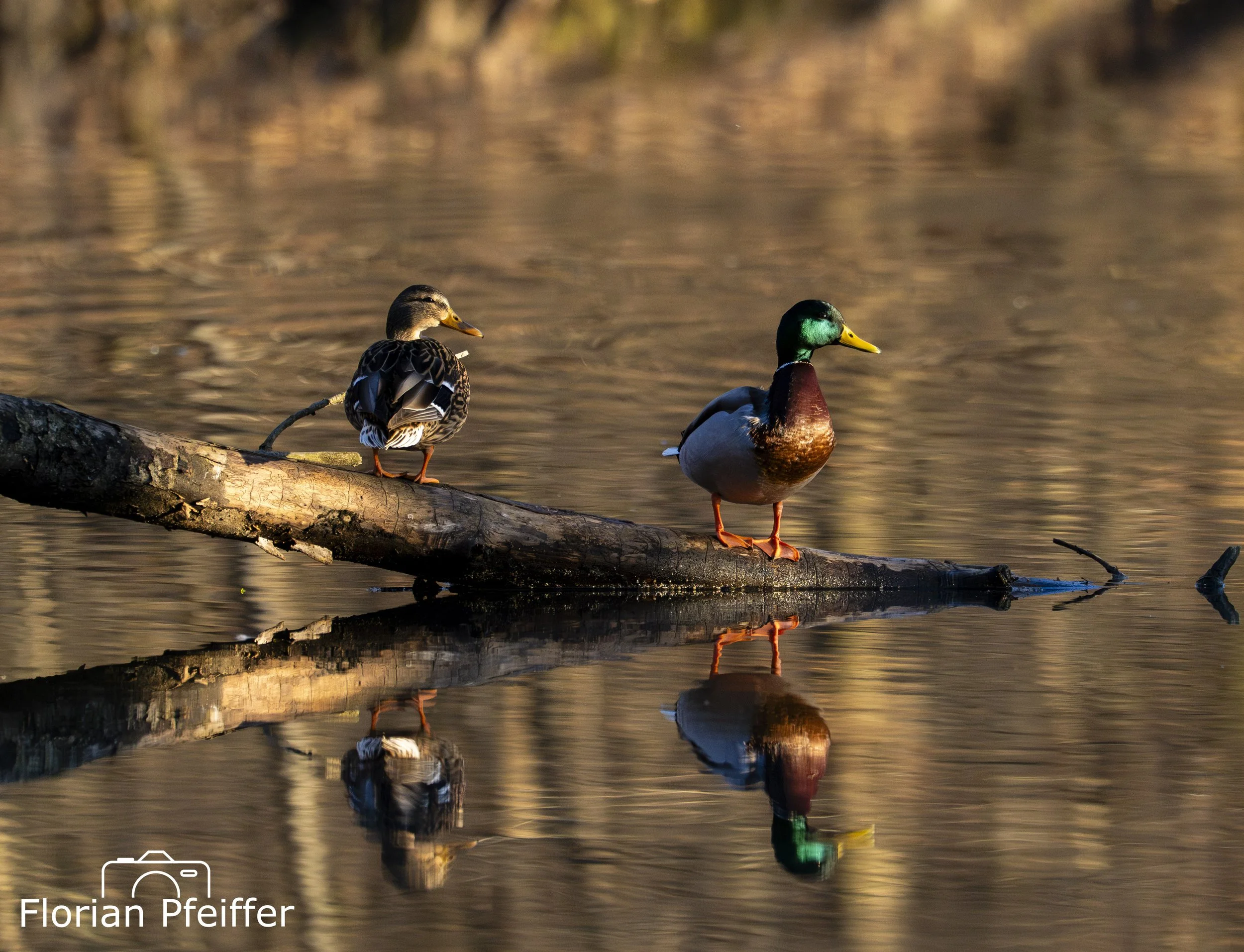 two ducks on a branch with water reflexions