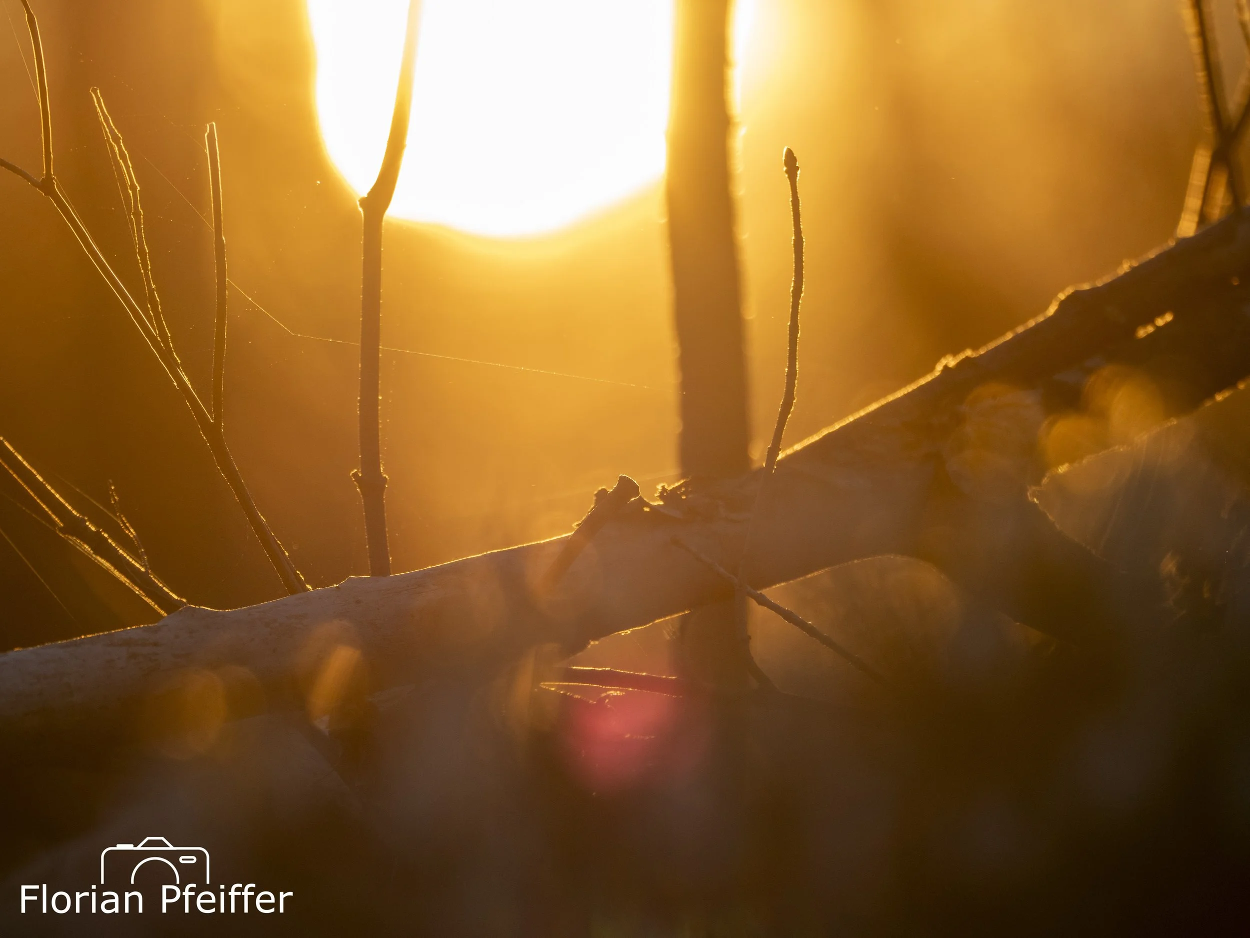 a small branch during sunset lighting 