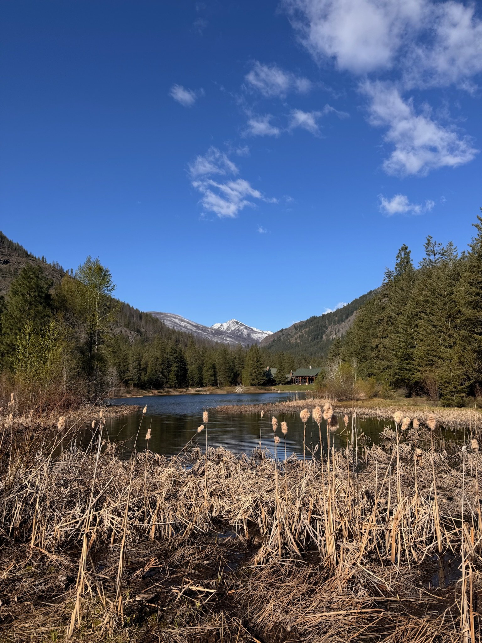 Mountain landscape with a clear lake, foreground of dry reeds, surrounded by evergreen trees, snow-capped peaks in the background, and a clear blue sky with few clouds.