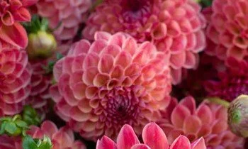Floret-library-dahlia-cecil-1_768x.jpg
