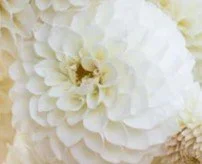 Floret-library-dahlia-boom-boom-white-1_768x.jpg