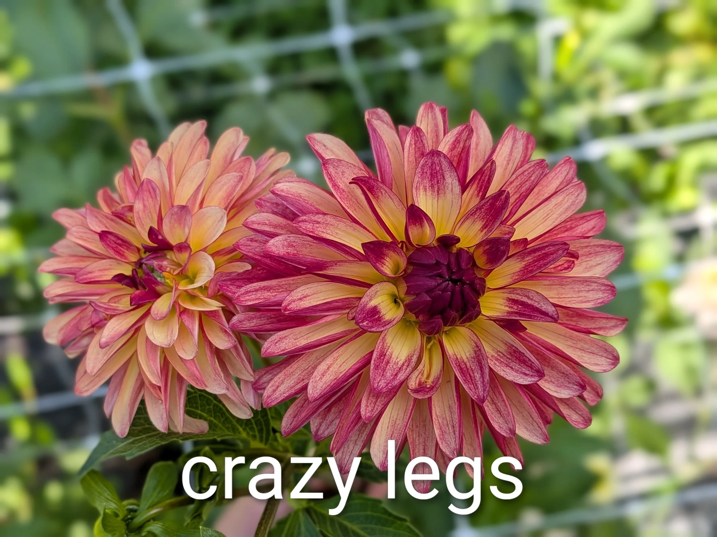 crazy legs.jpg