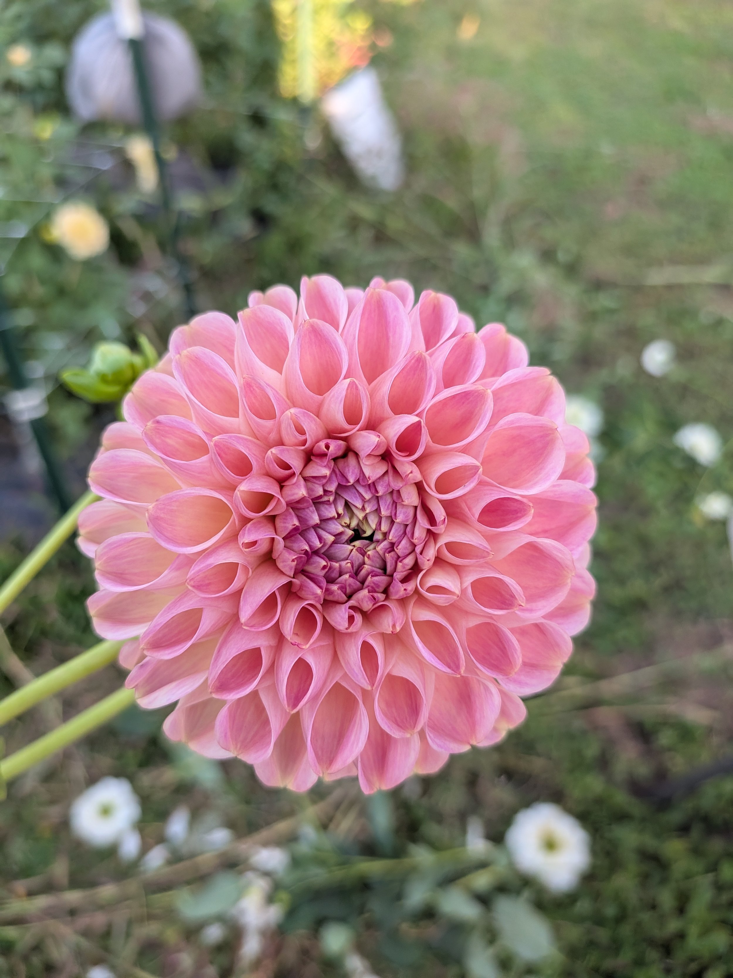 clearview peachy 2.jpg