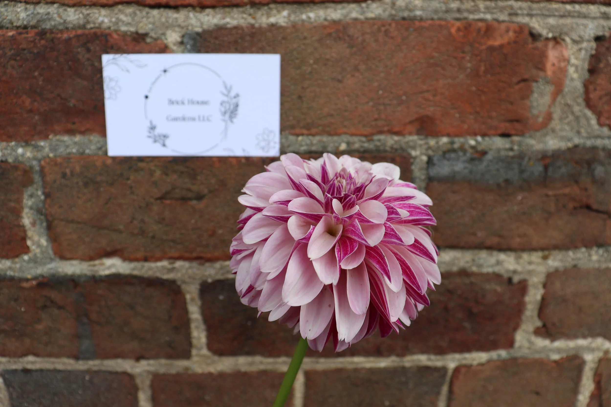 Salish Twilight Girl Dahlia