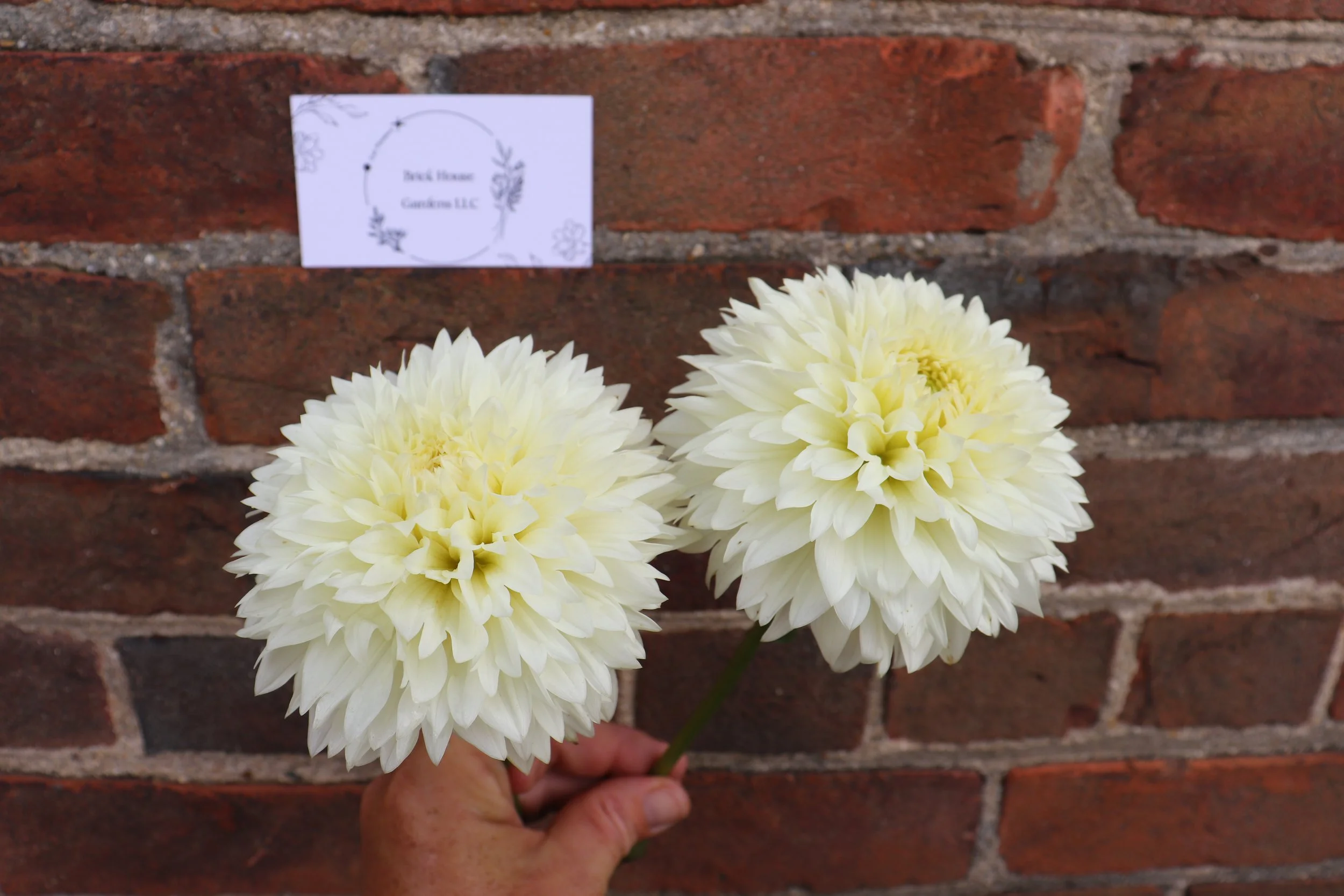 Gitts Attention 2.JPG