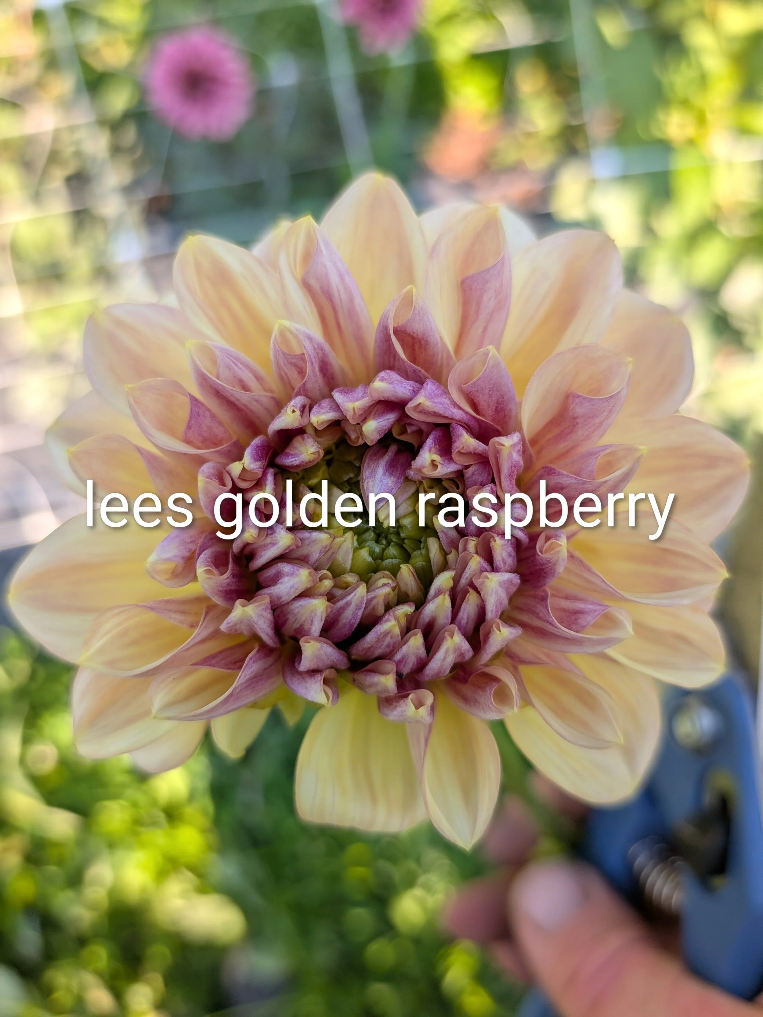 lees golden rasberry.jpg