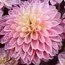 Floret-library-dahlia-coralie-1_200x200.jpg