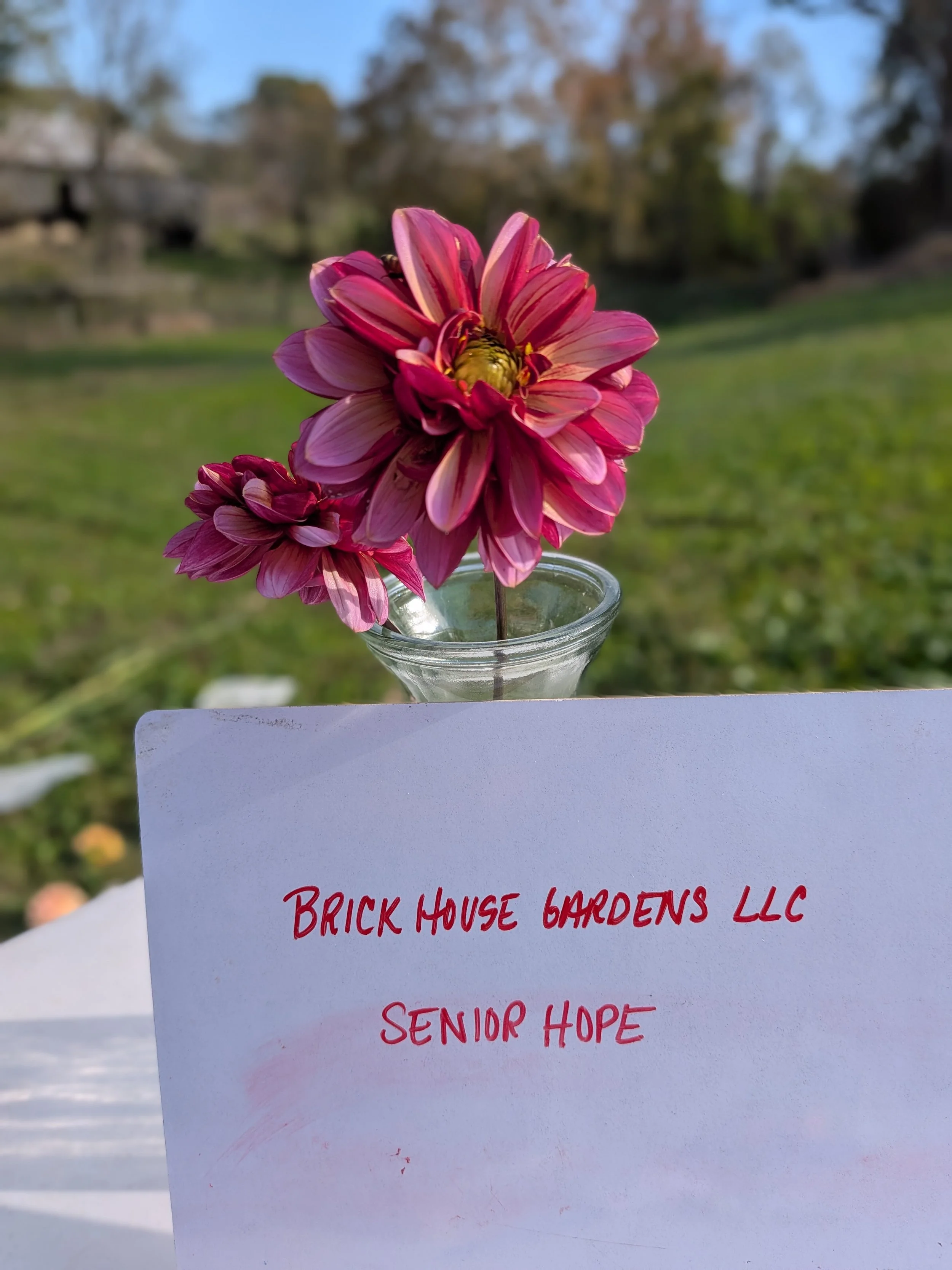 senior hope.jpg
