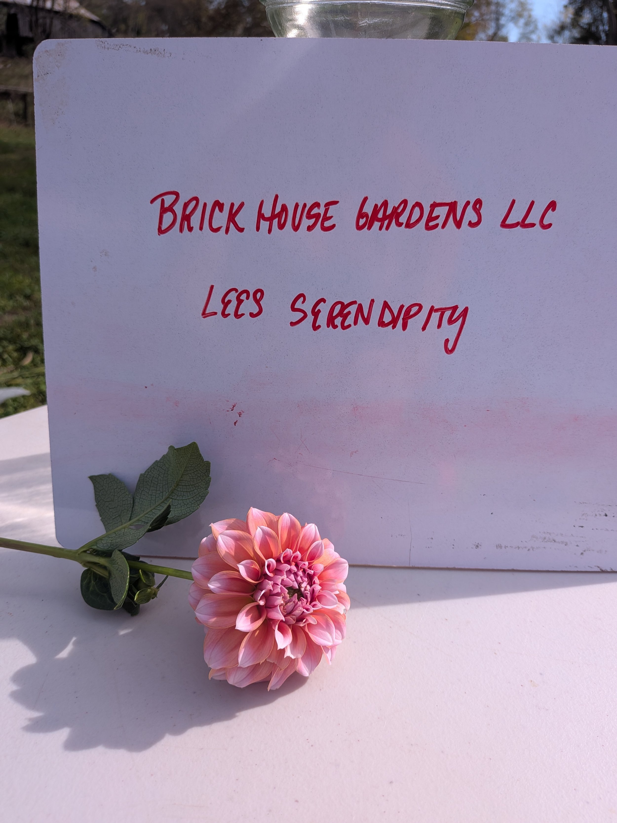lees serendipity.jpg